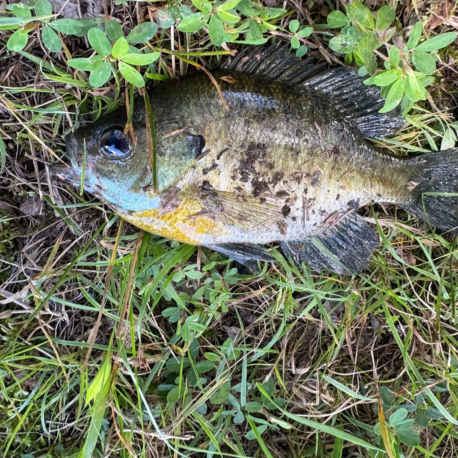 Bluegill caught on Fishbrain