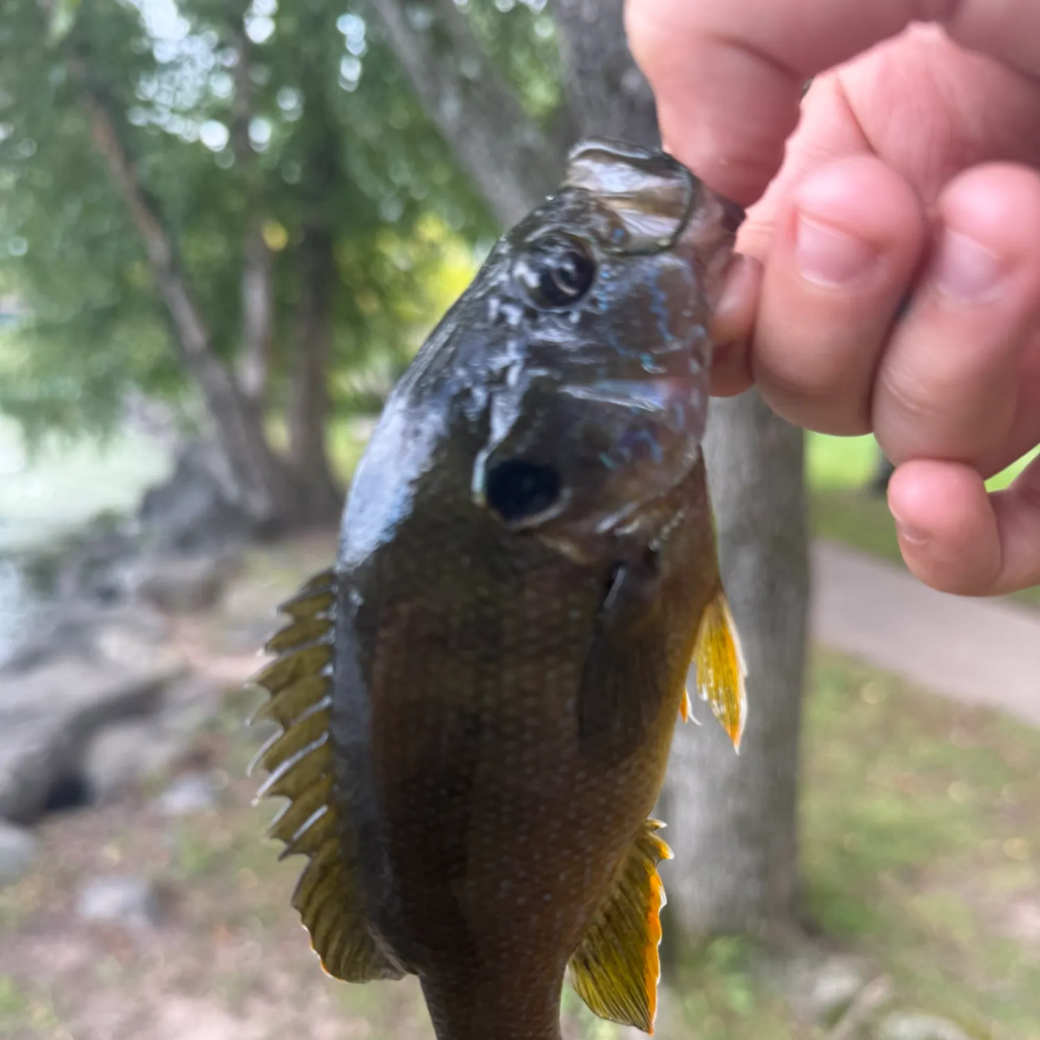 Green sunfish caught on Fishbrain