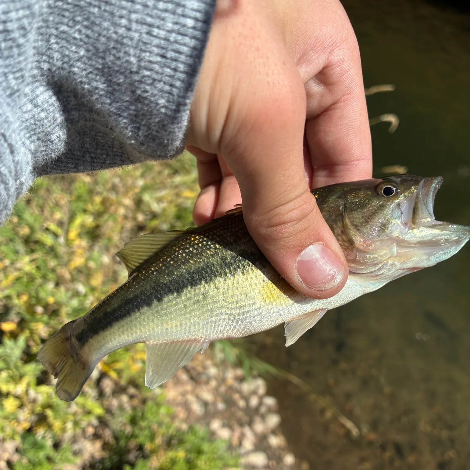 The most recent Meanmouth bass catches on Fishbrain
