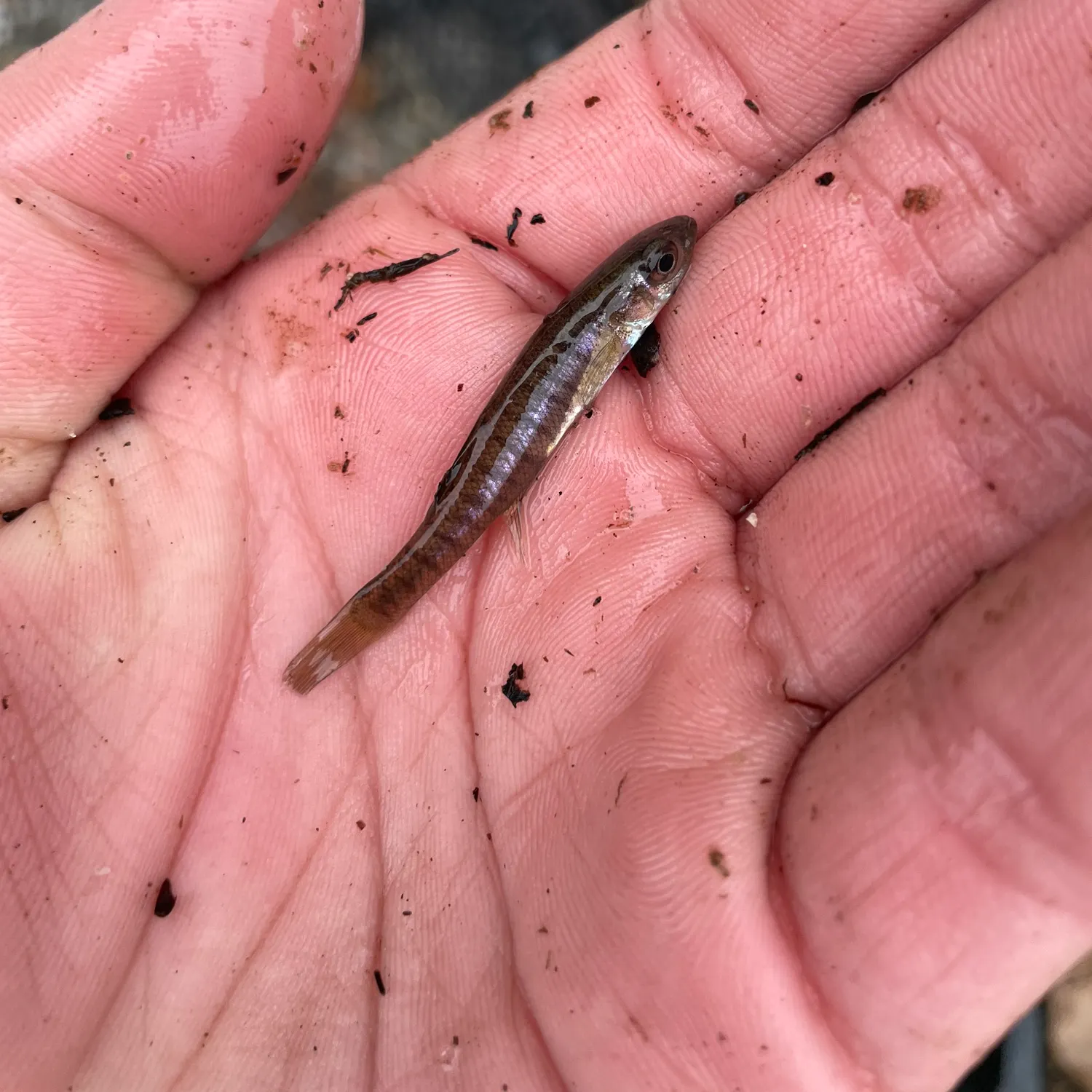 The most recent Banded killifish catches on Fishbrain