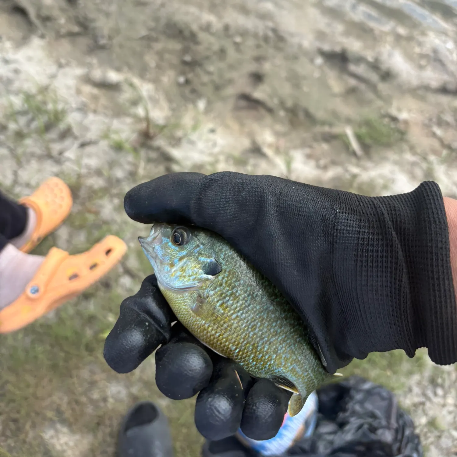 Bluegill caught on Fishbrain