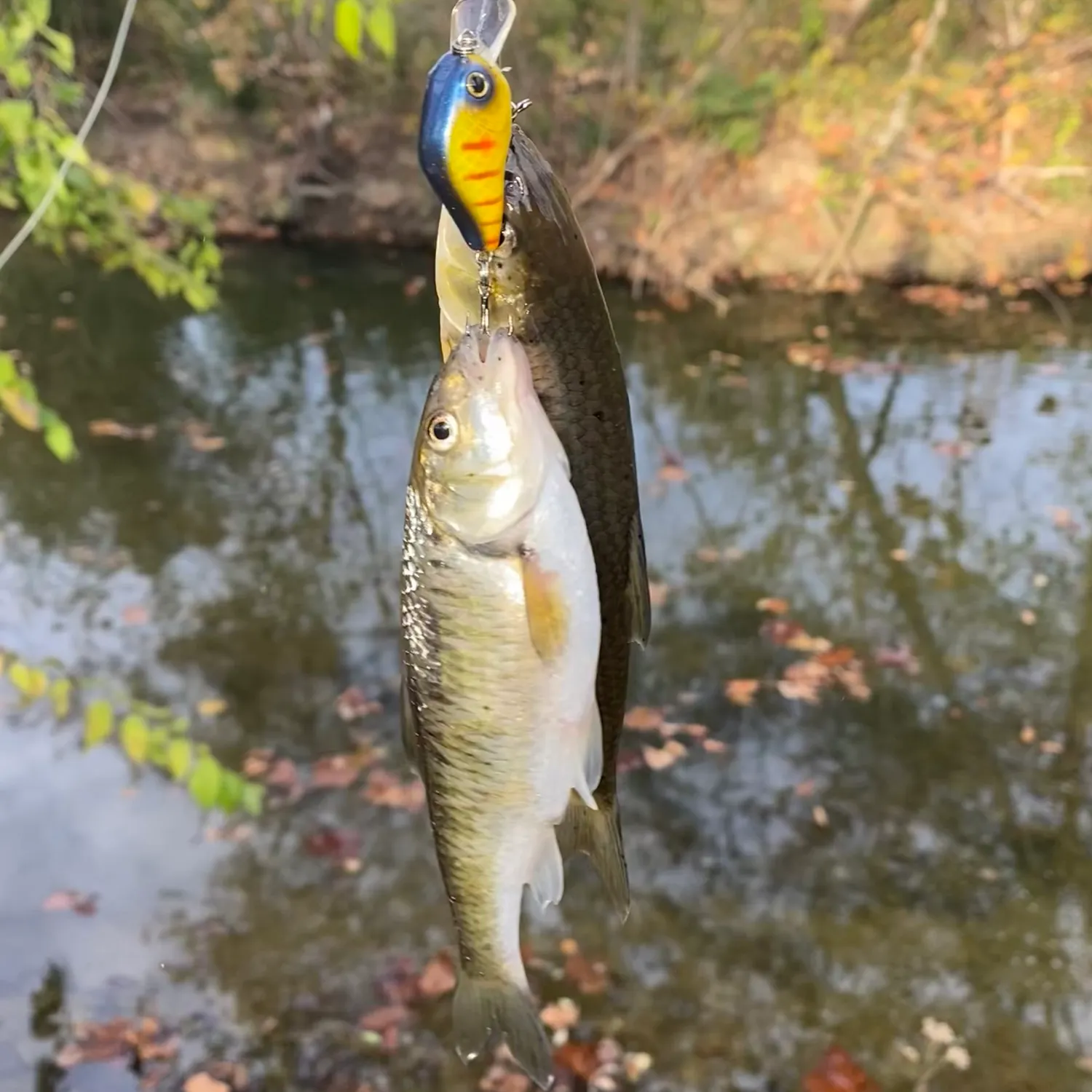 The most recent Striped shiner catches on Fishbrain