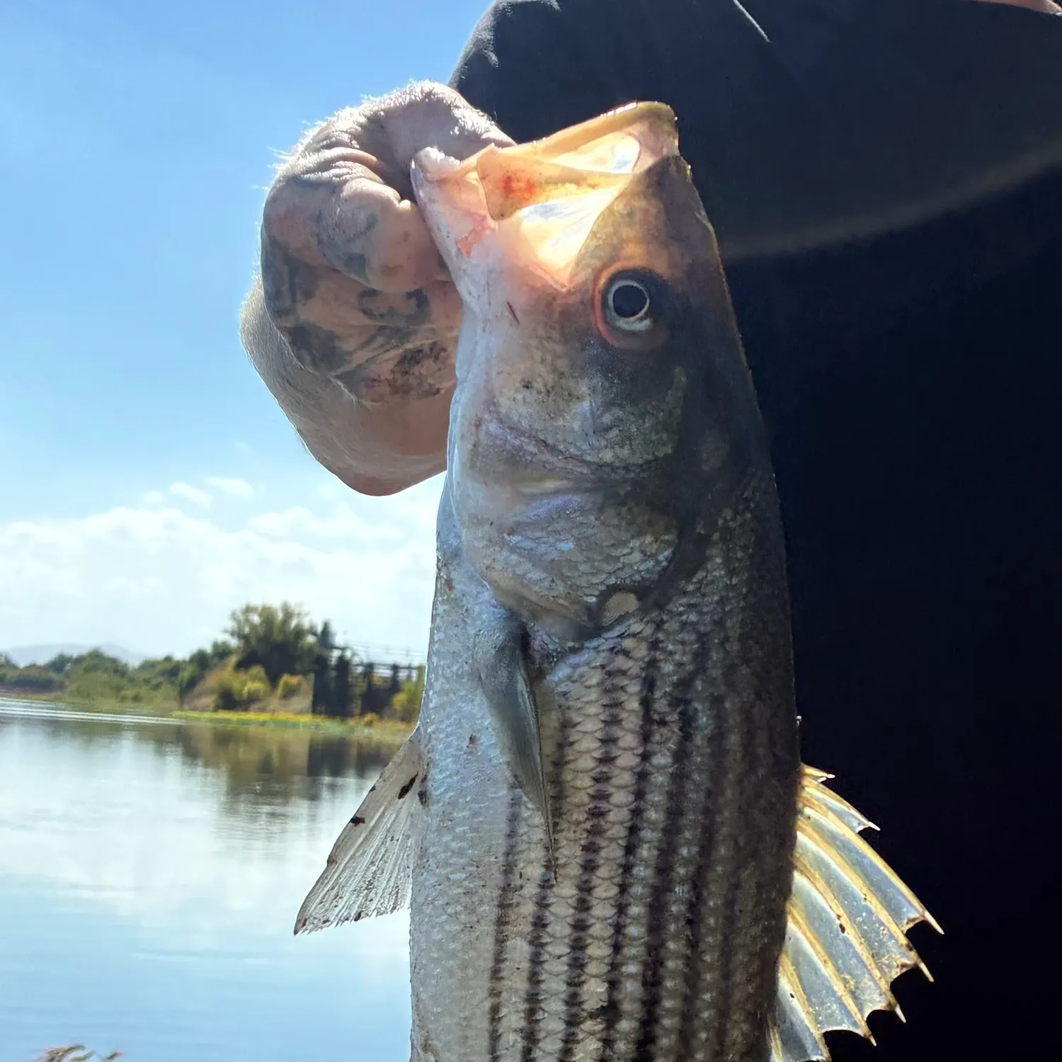 Striped bass caught on Fishbrain