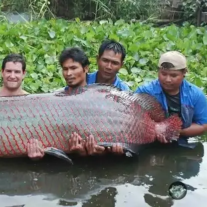 The most recent Arapaima catches on Fishbrain