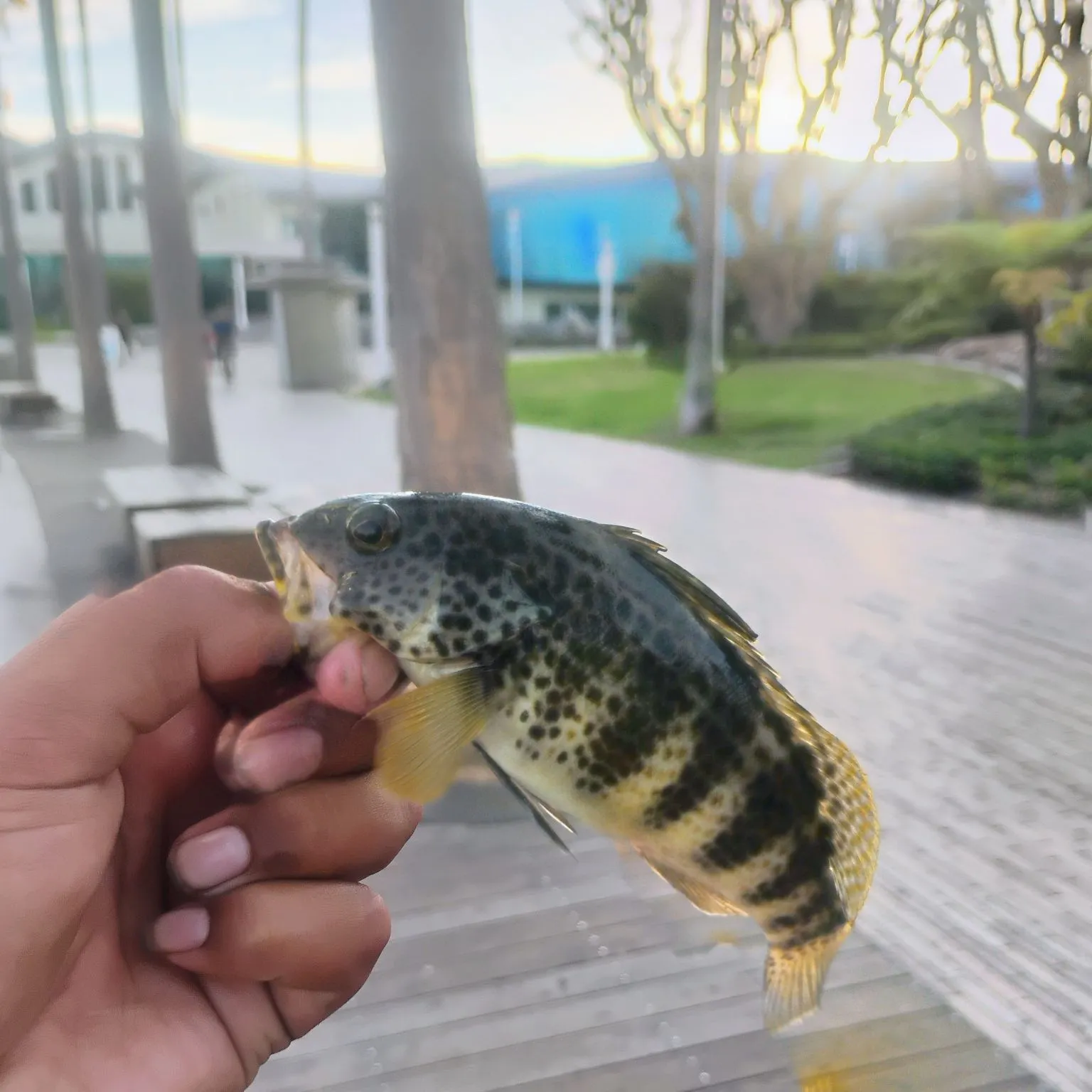 catch