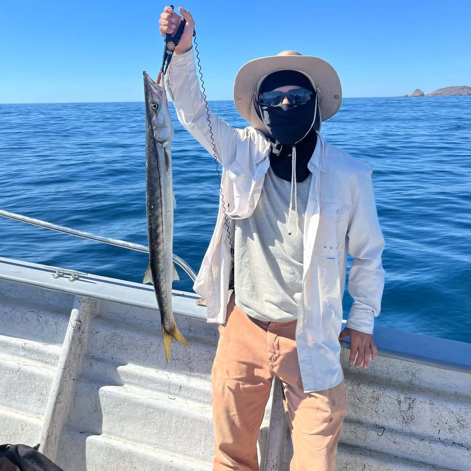 The most recent Mexican barracuda catches on Fishbrain