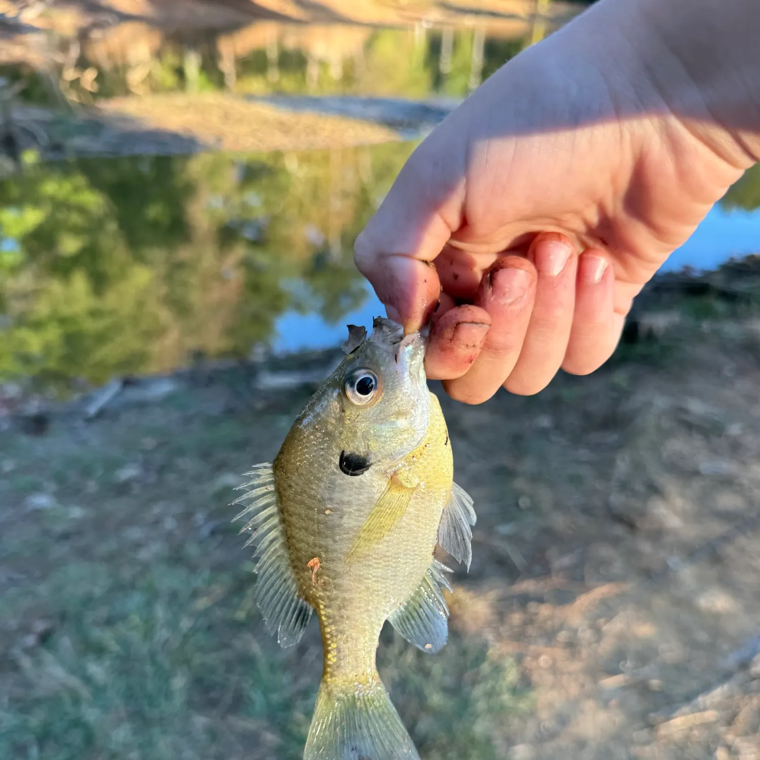 Bluegill caught on Fishbrain