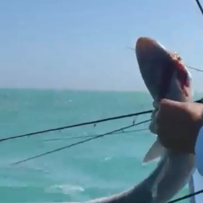 The most recent Caribbean reef shark catches on Fishbrain