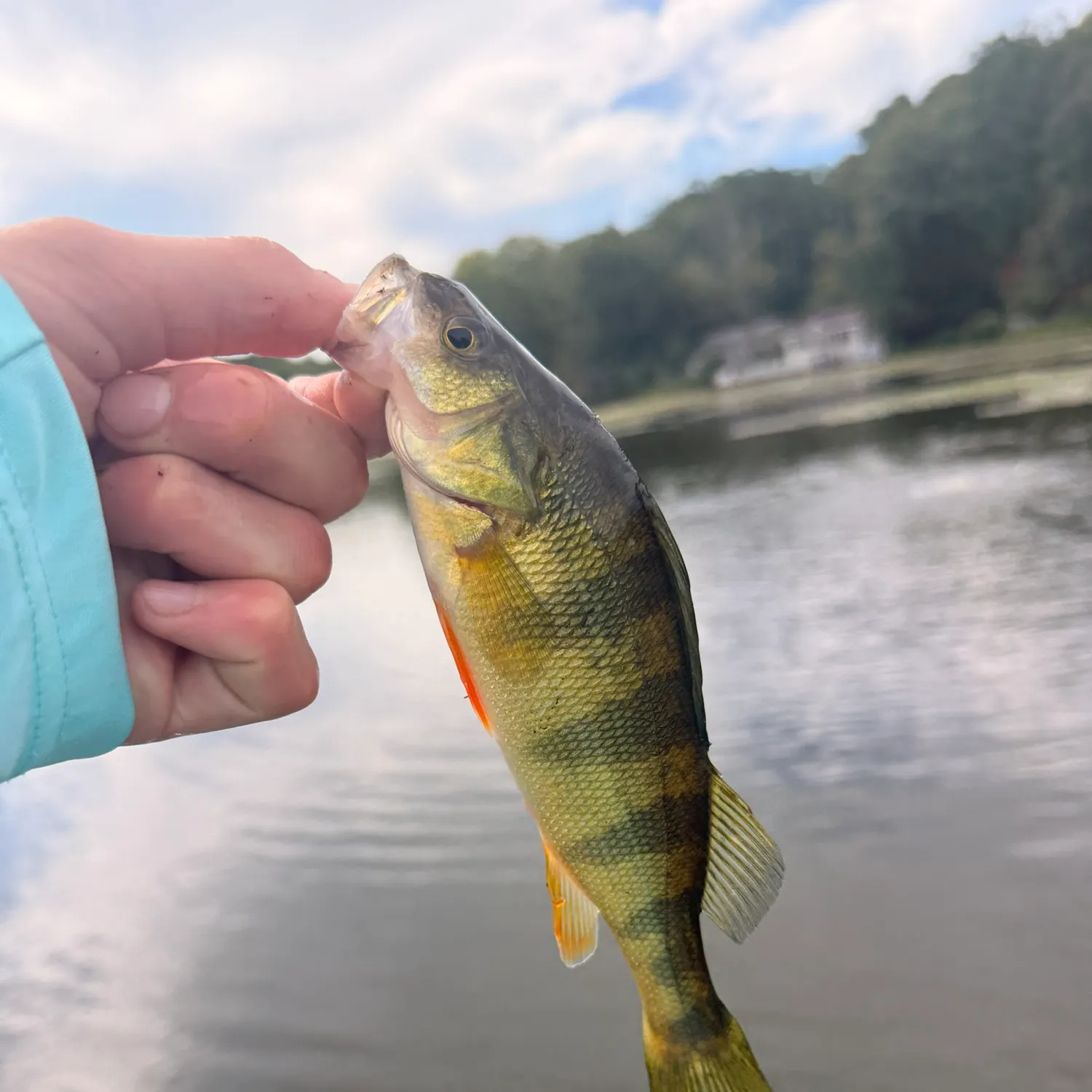 Yellow perch caught on Fishbrain