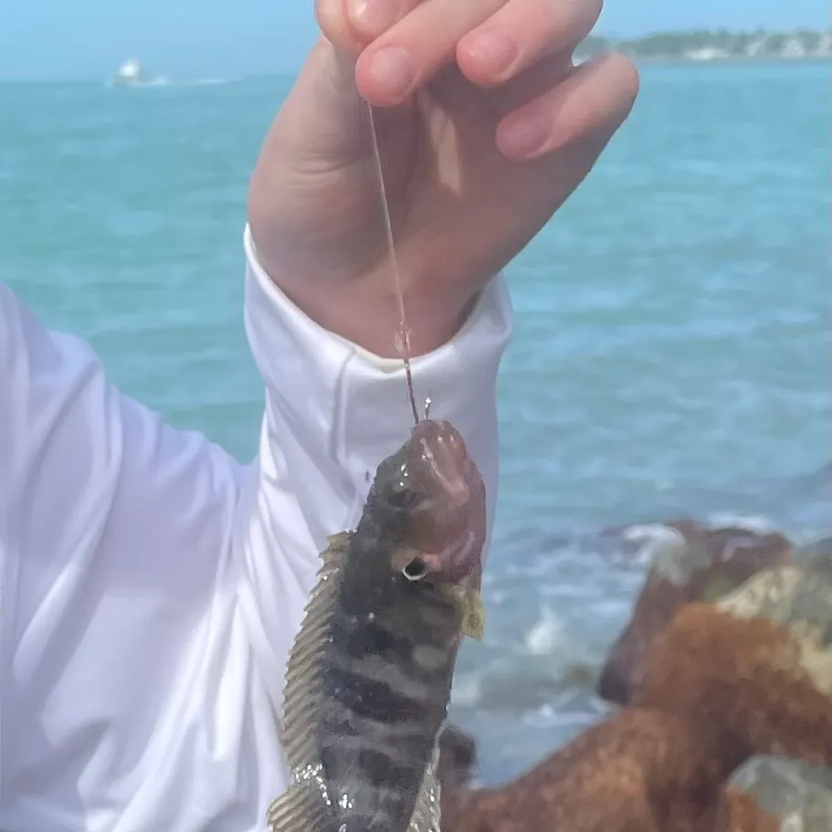 The most recent Graysby grouper catches on Fishbrain