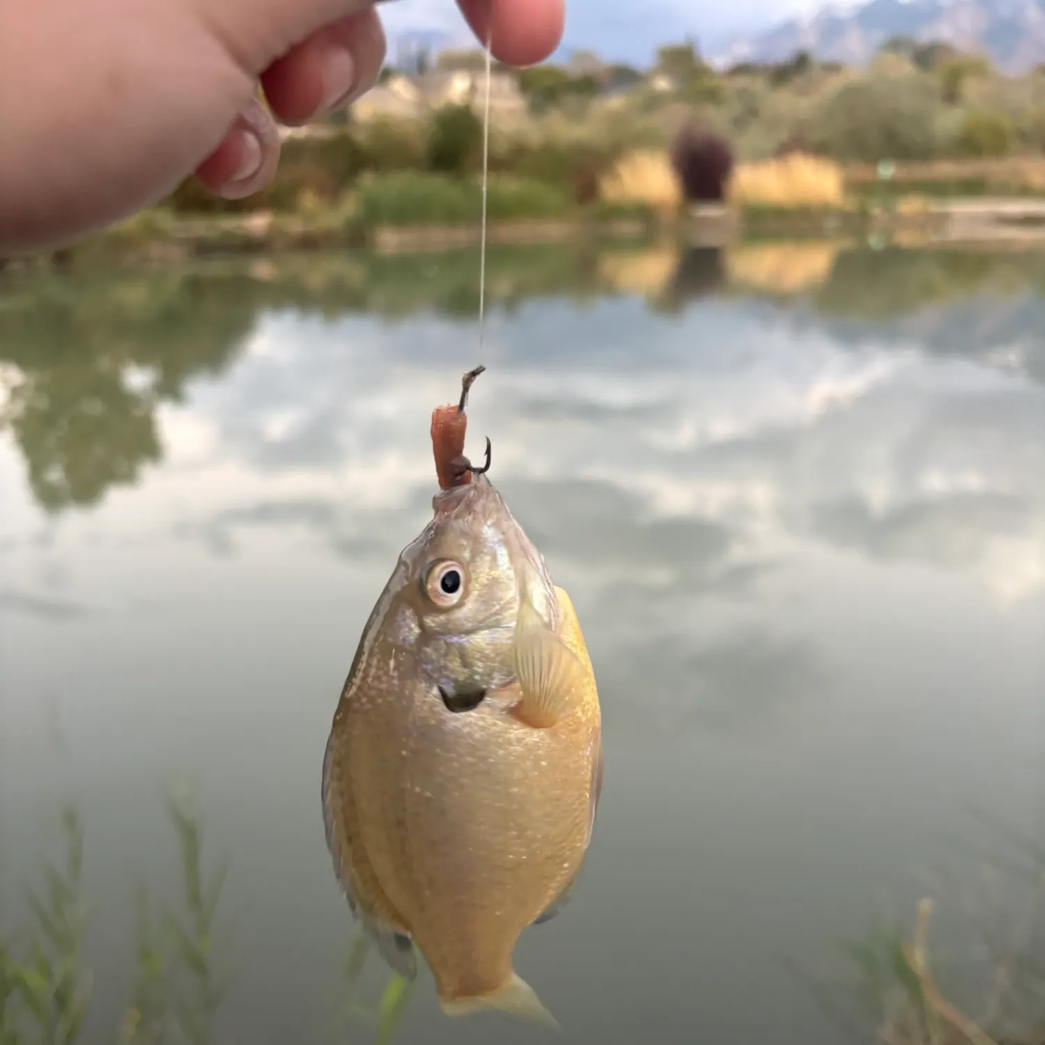 Bluegill caught on Fishbrain