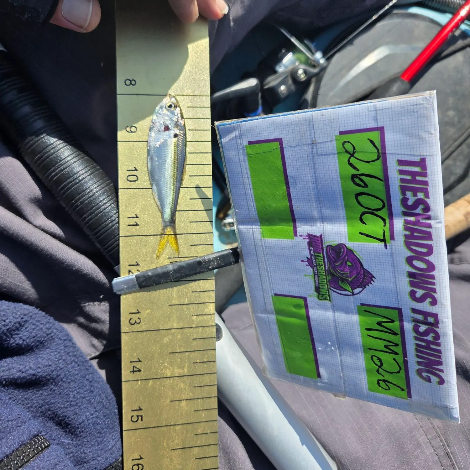 The most recent Threadfin shad catches on Fishbrain