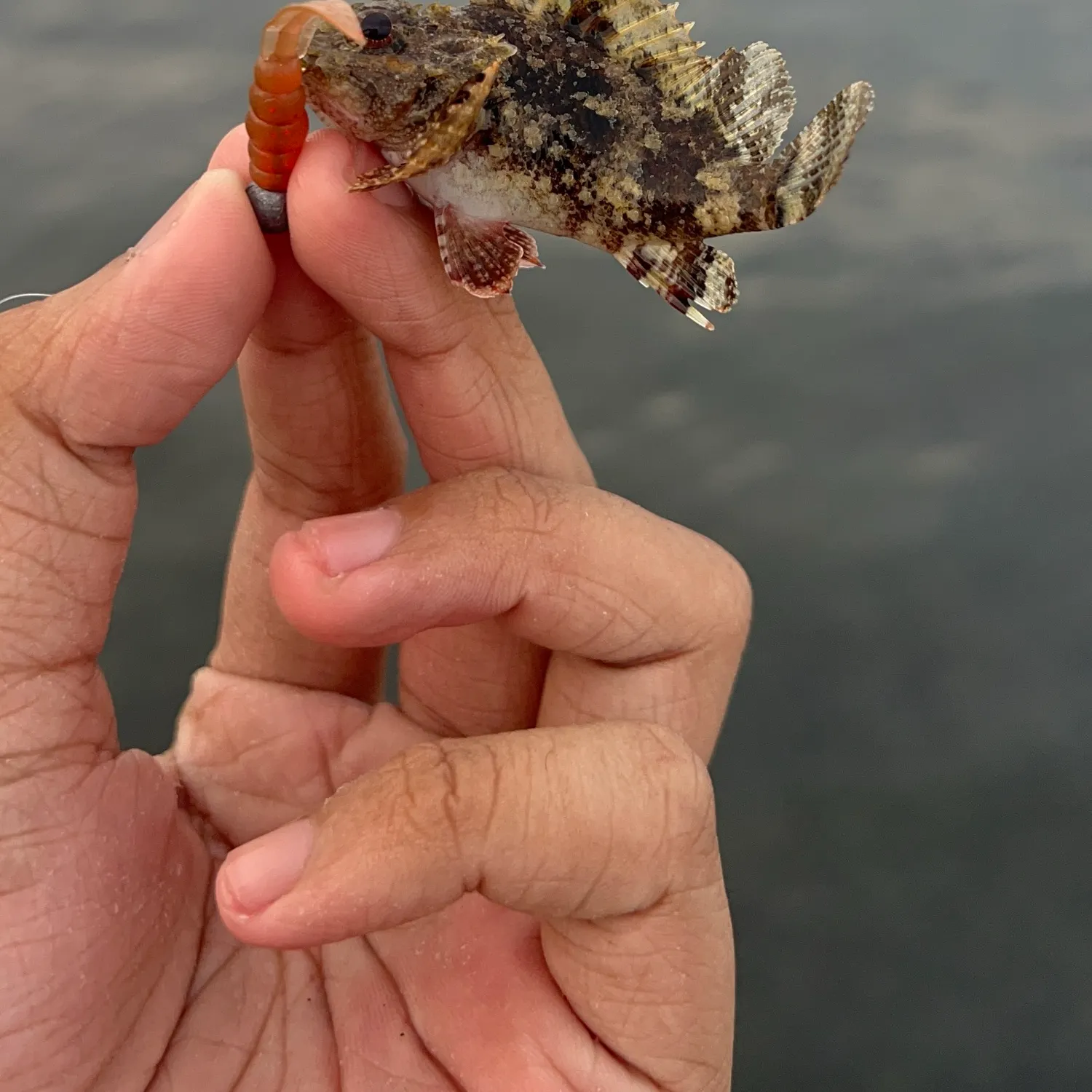 The most recent Golden scorpionfish catches on Fishbrain