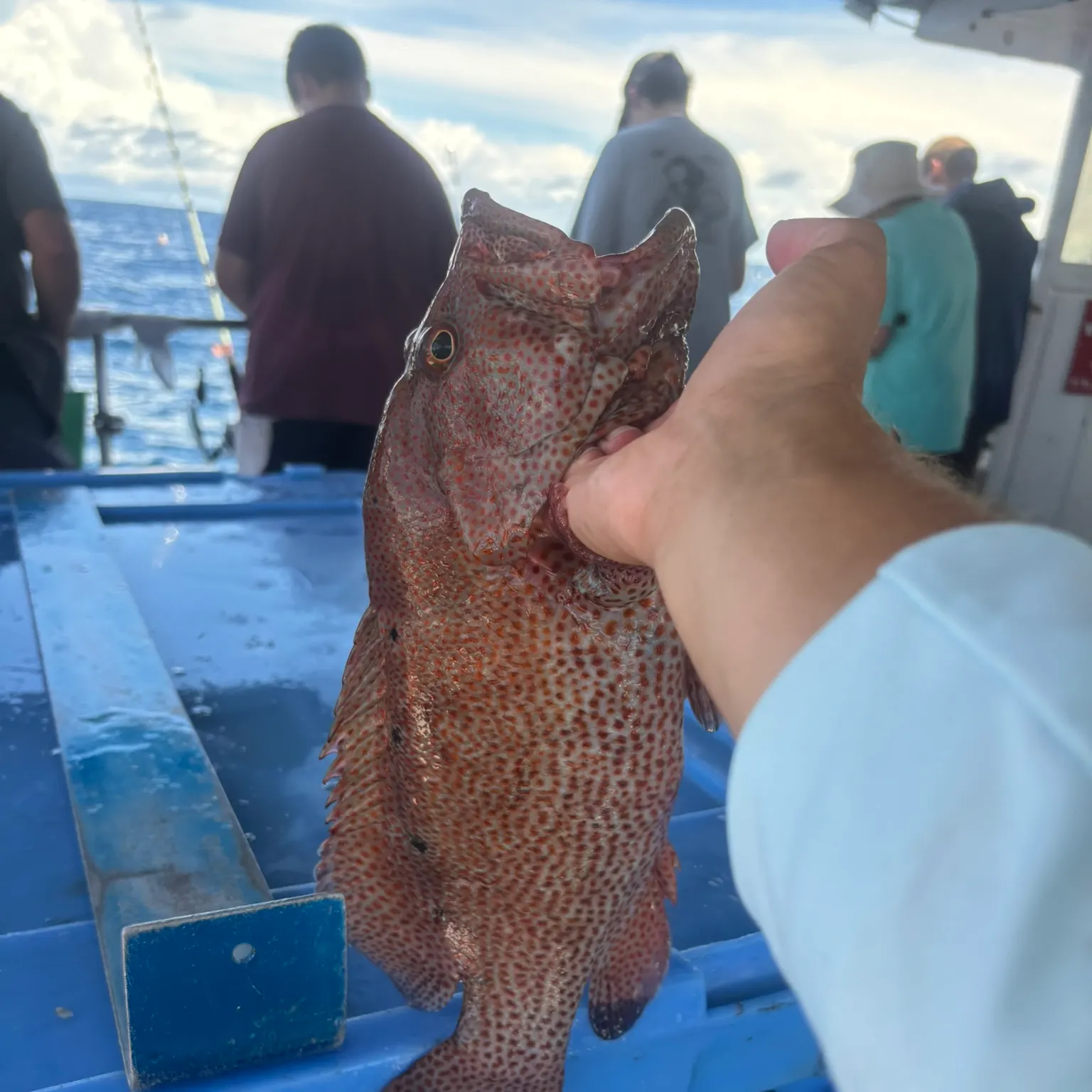 The most recent Graysby grouper catches on Fishbrain