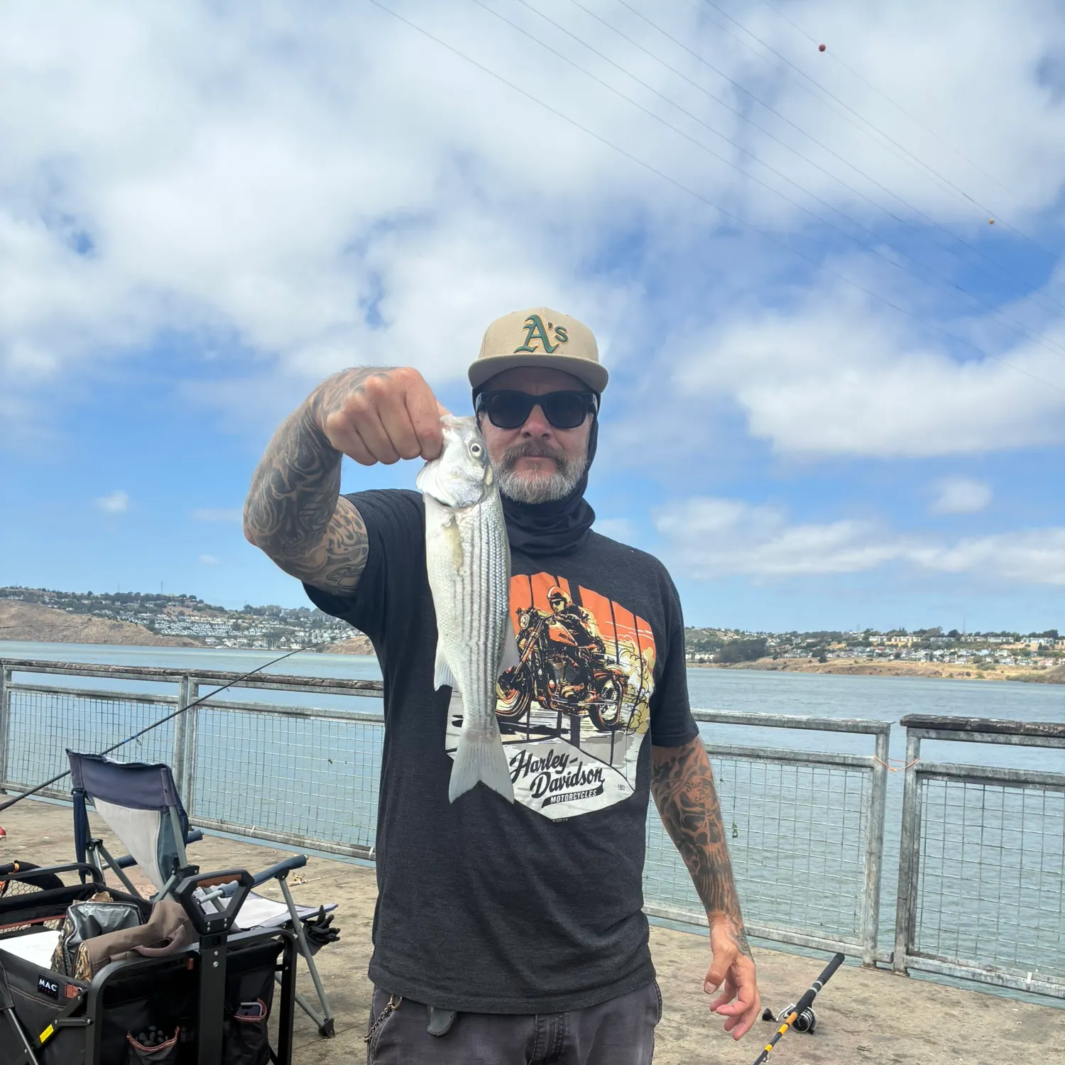 Striped bass caught on Fishbrain