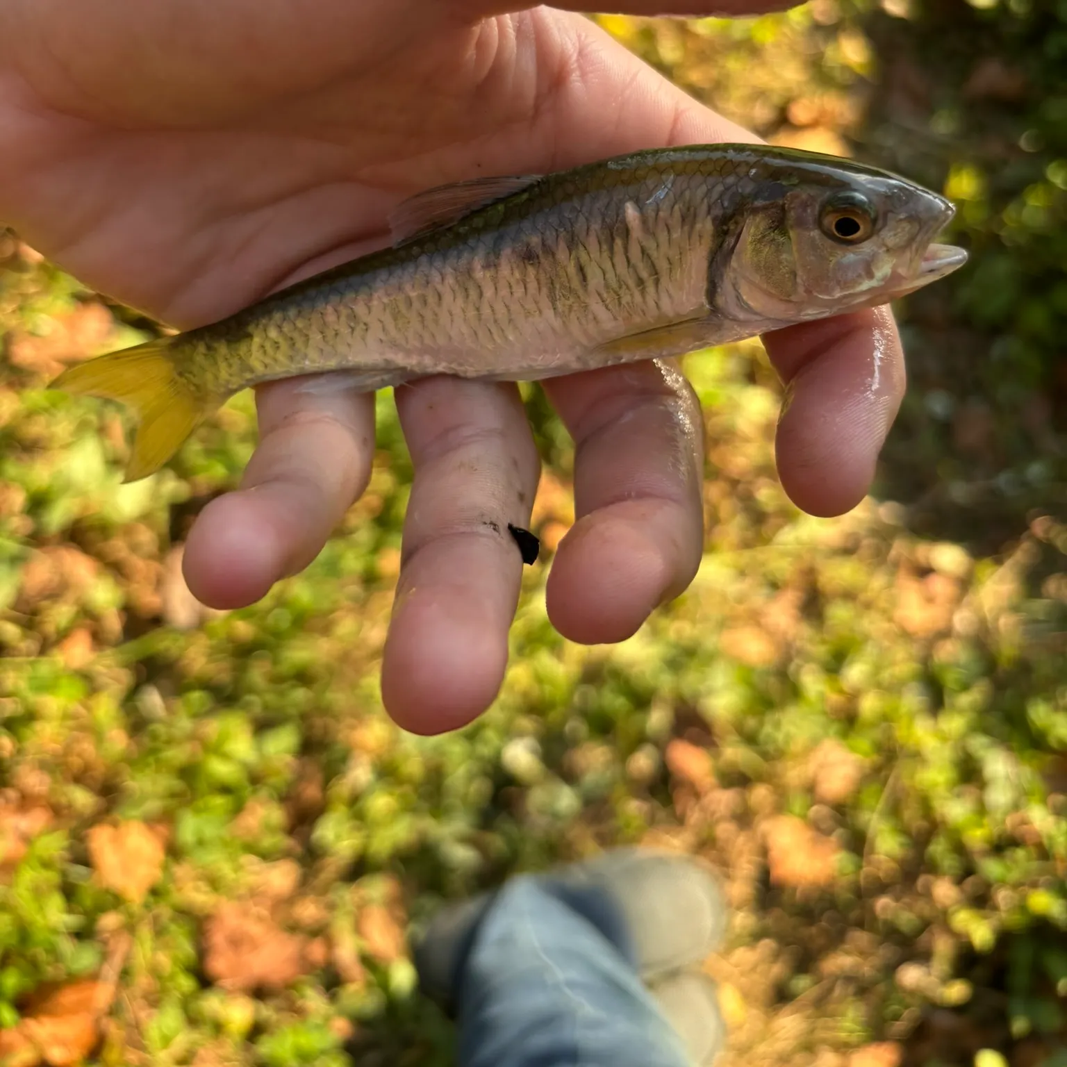 The most recent Striped shiner catches on Fishbrain