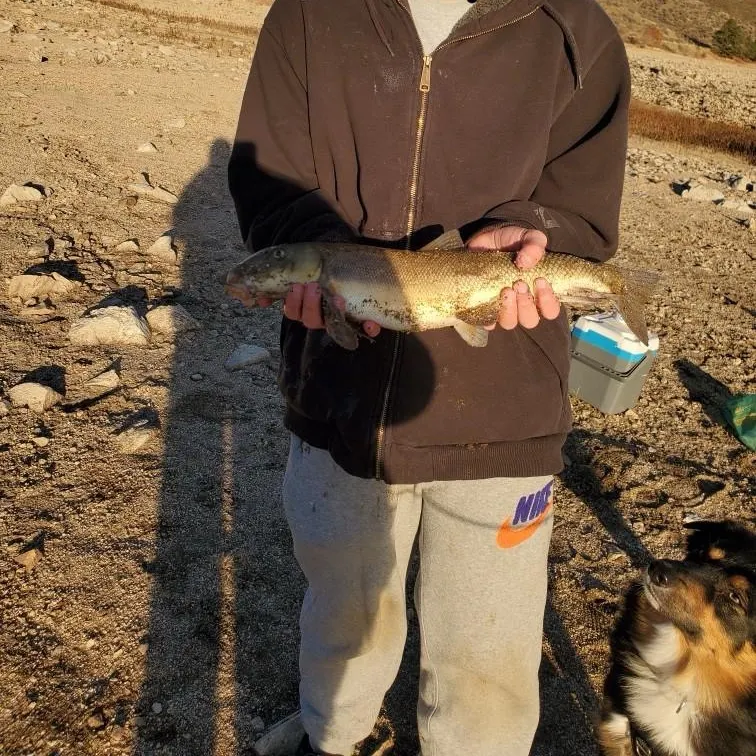 The most recent Largescale sucker catches on Fishbrain