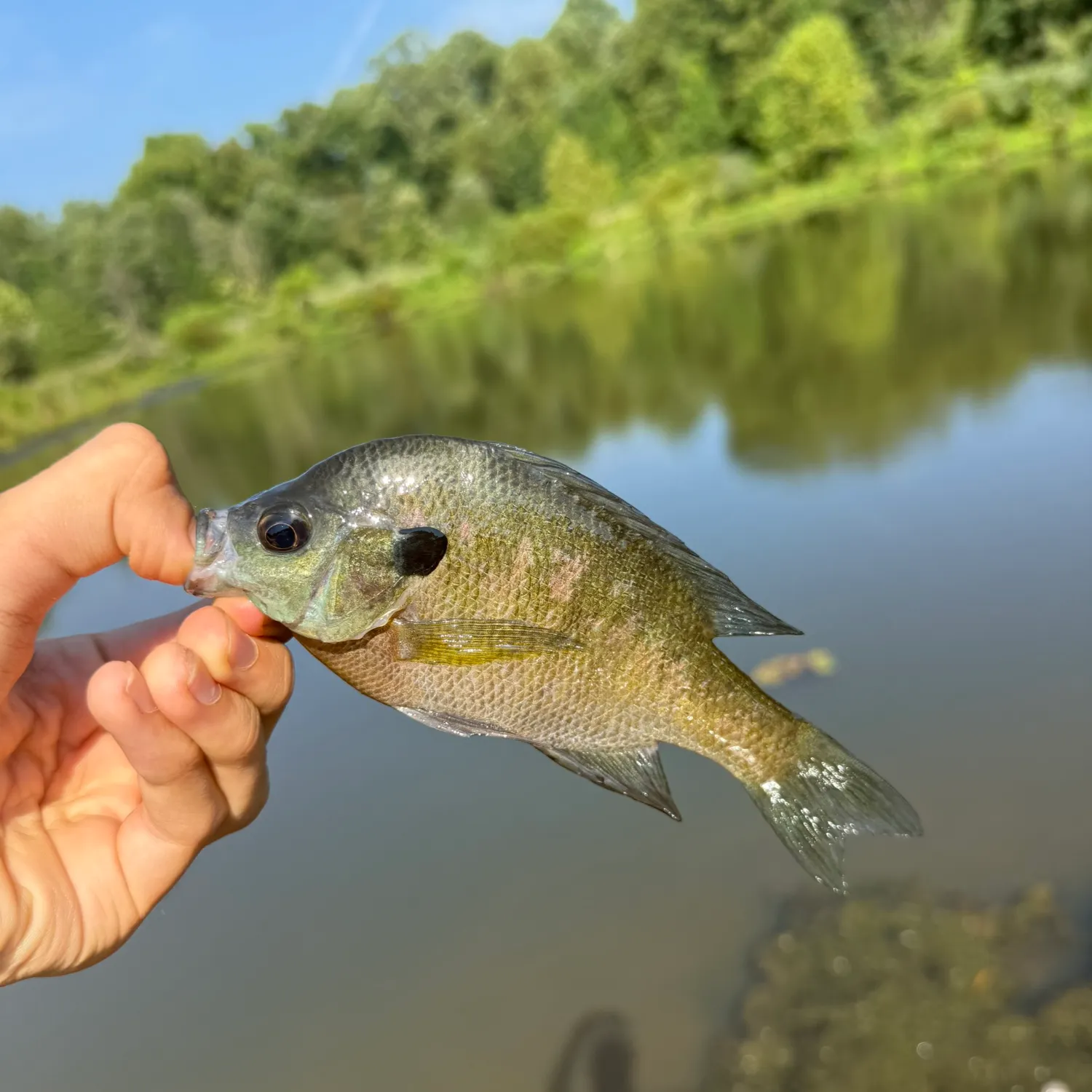 Bluegill caught on Fishbrain