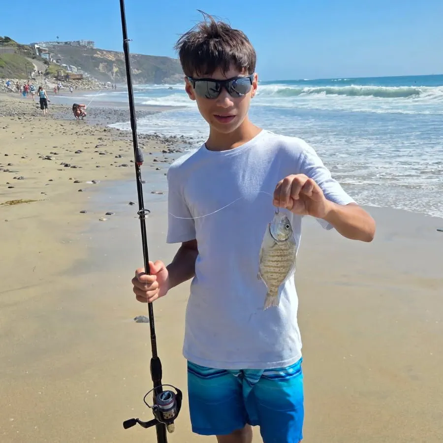 Barred surfperch caught on Fishbrain