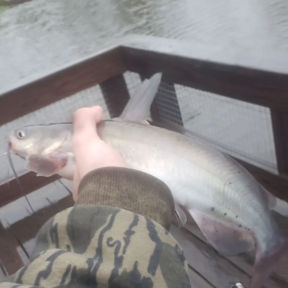 Channel catfish caught on Fishbrain