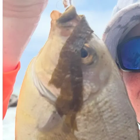Black perch caught on Fishbrain