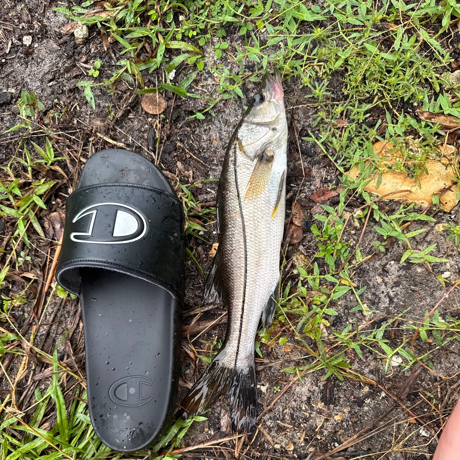 Common snook caught on Fishbrain