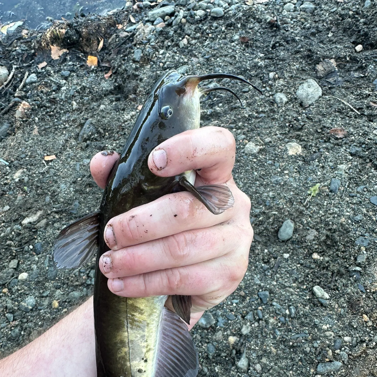 Black bullhead caught on Fishbrain