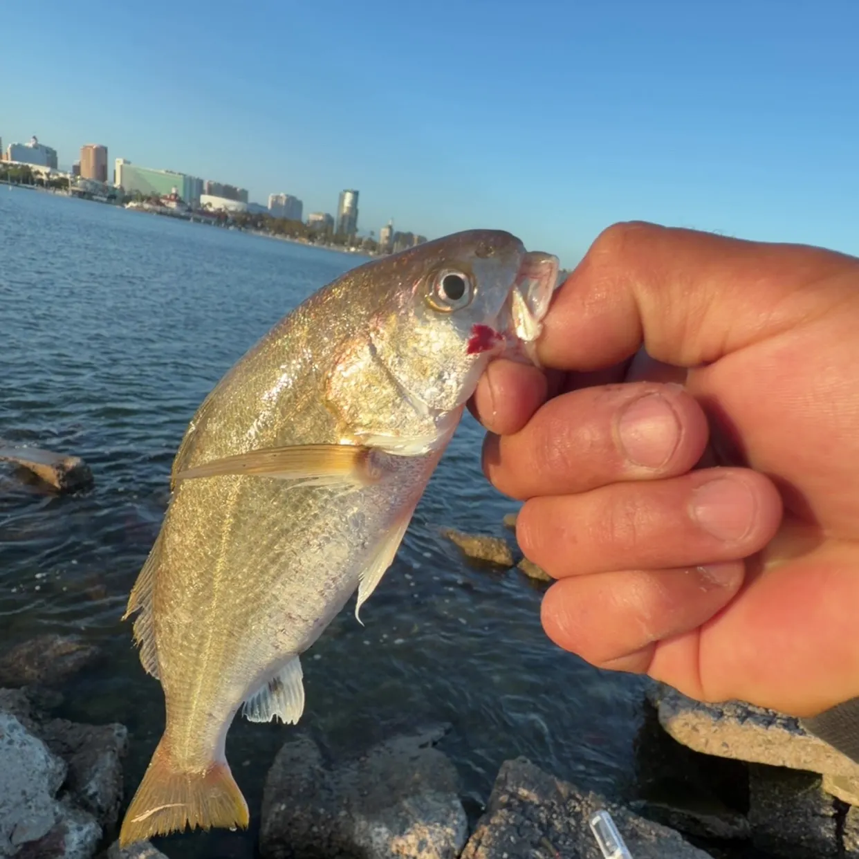 The most recent Yellowfin croaker catches on Fishbrain