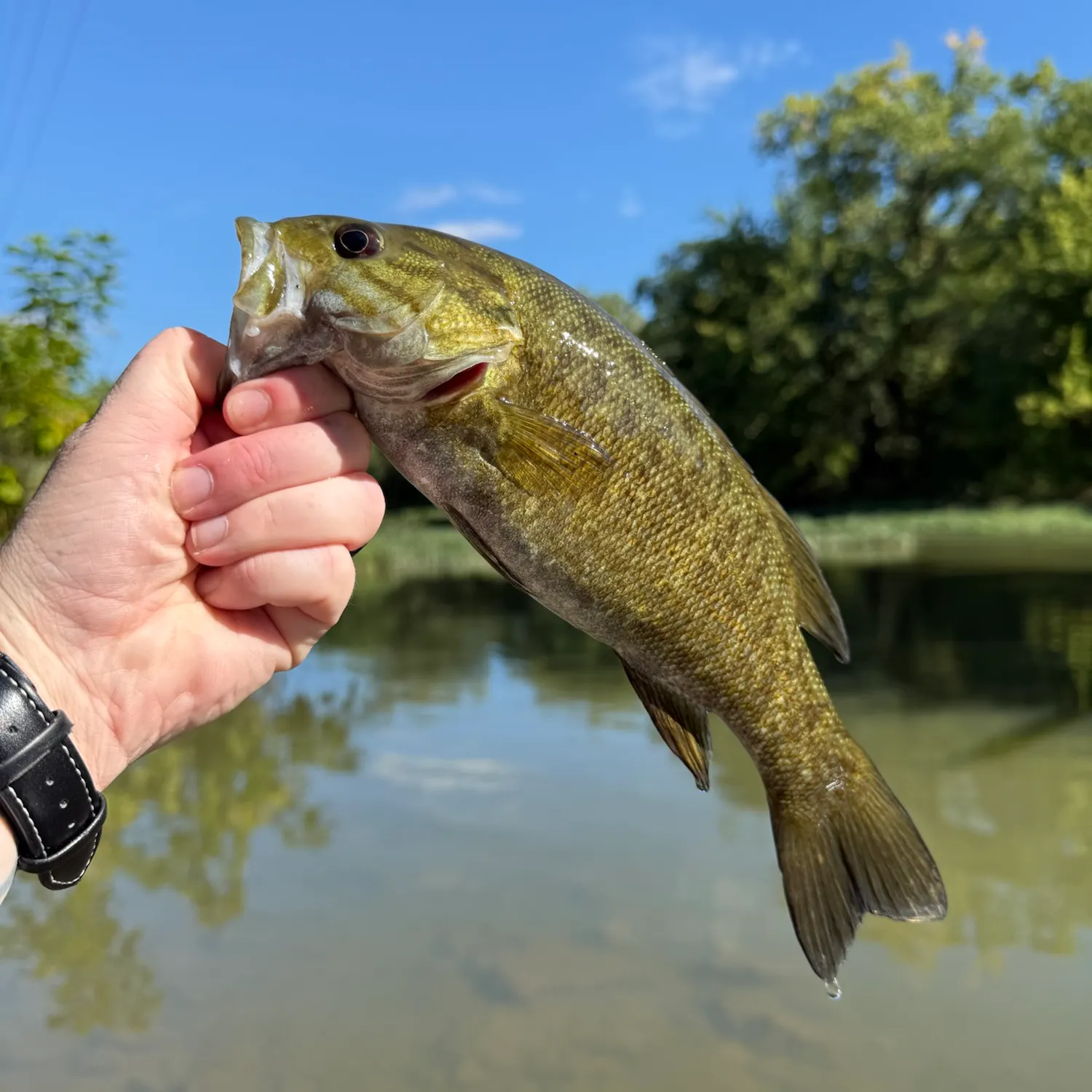 Smallmouth bass caught on Fishbrain