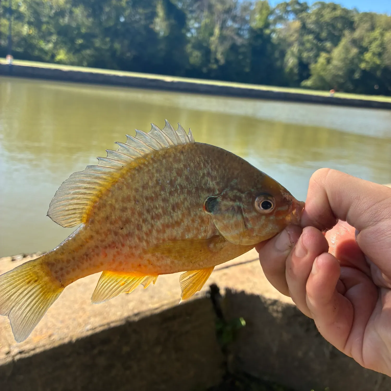 Pumpkinseed caught on Fishbrain