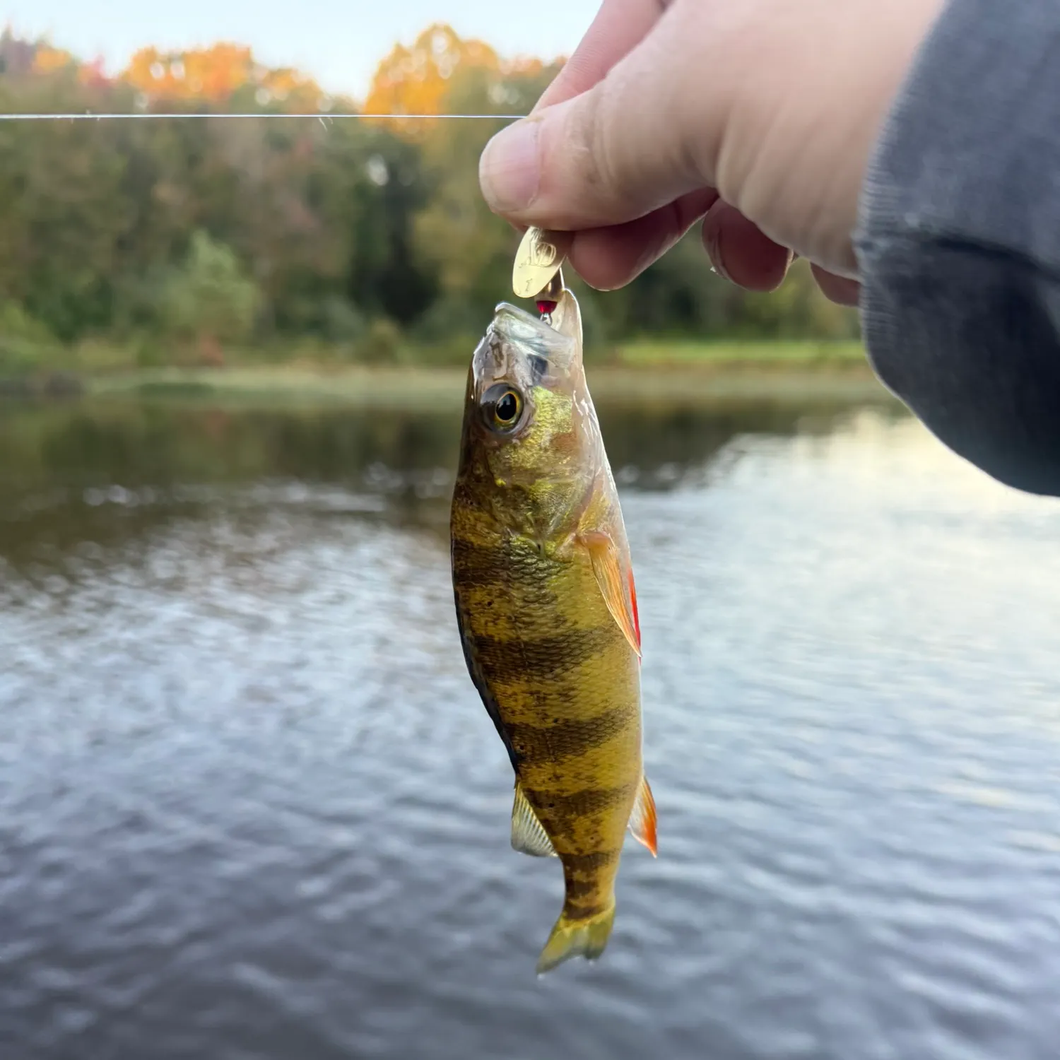 Yellow perch caught on Fishbrain