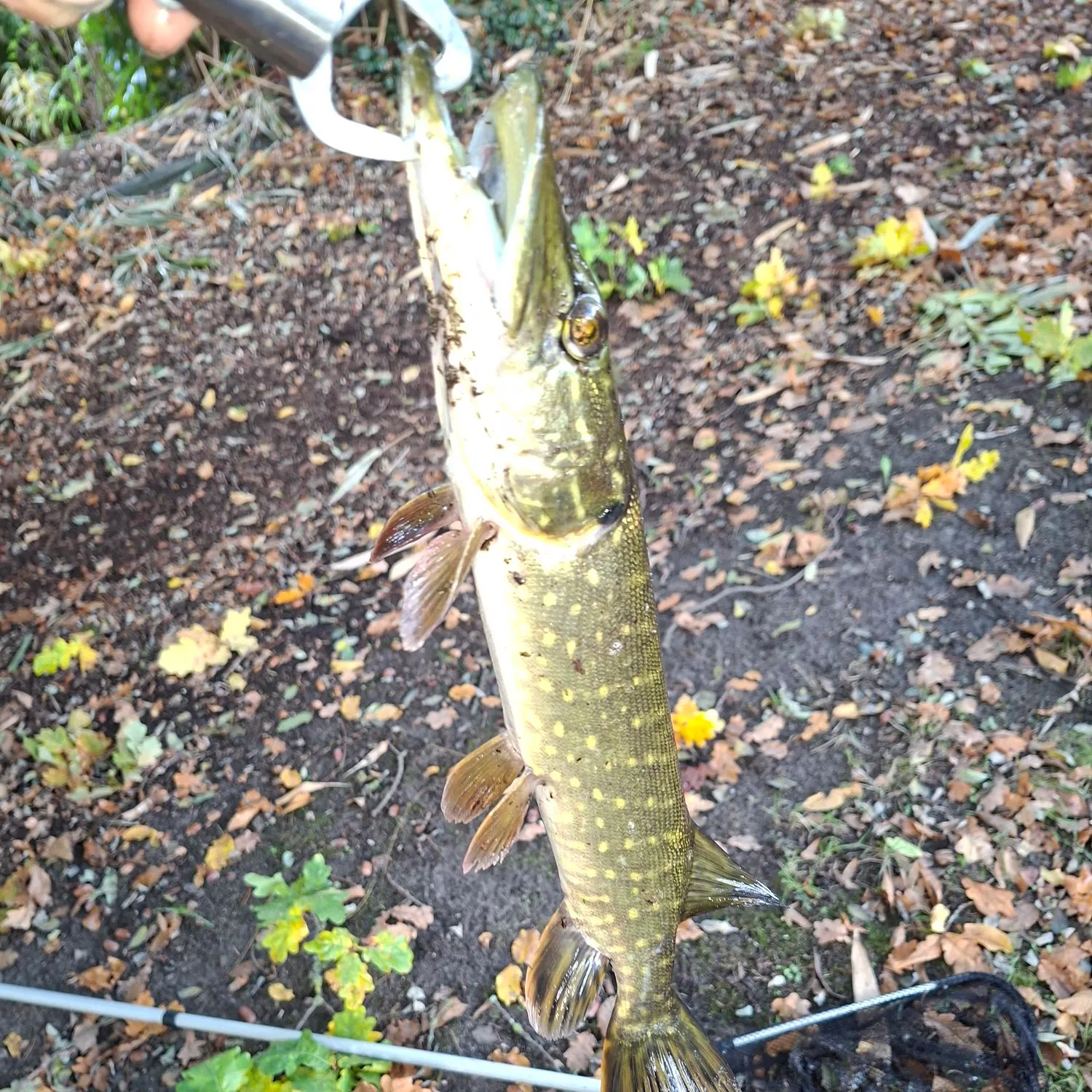 Northern pike caught on Fishbrain