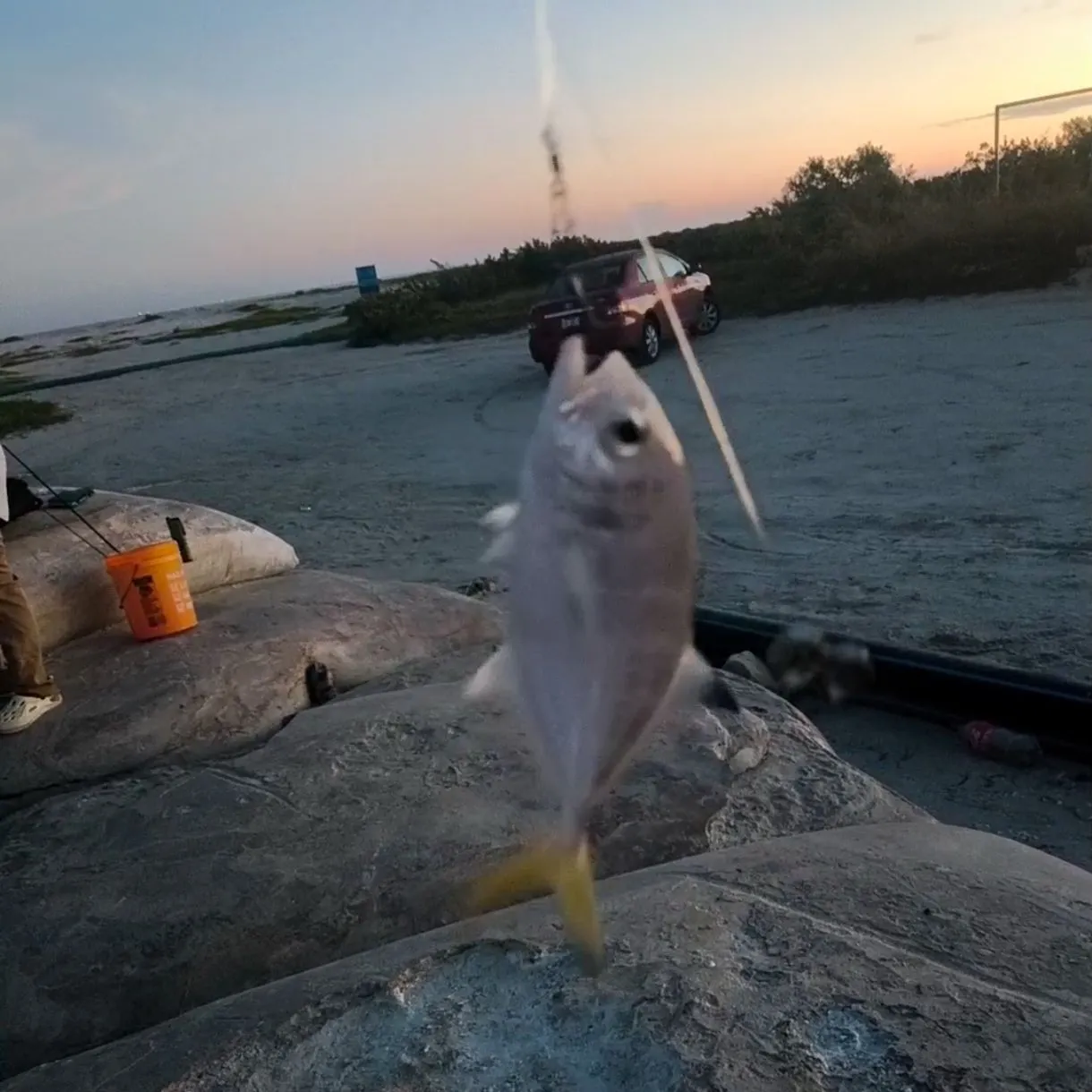 The most recent Horse-eye jack catches on Fishbrain