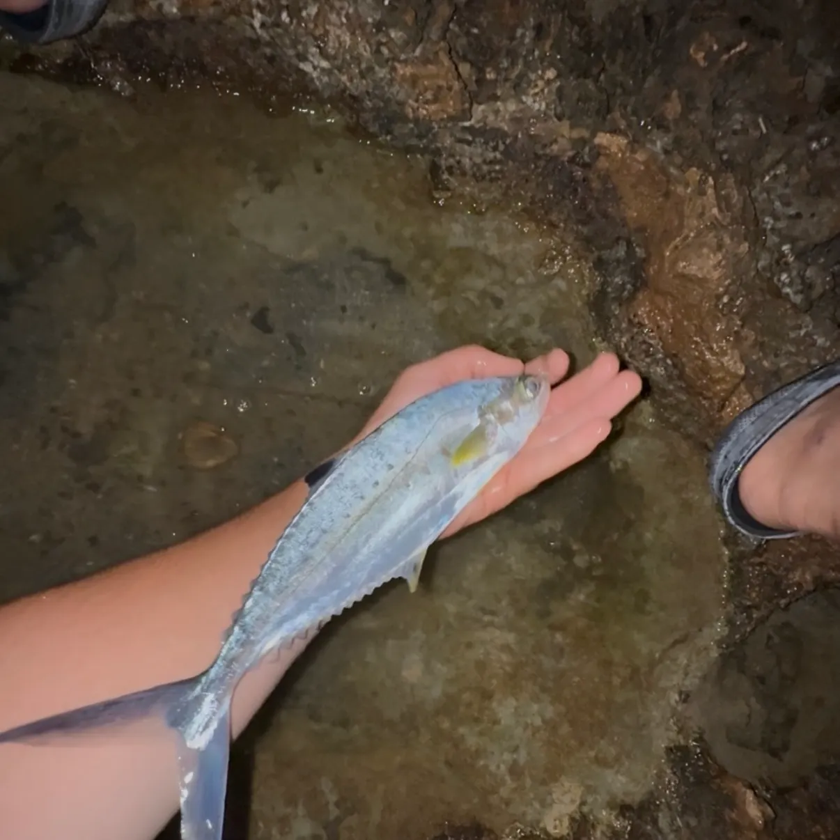 Leatherjack caught on Fishbrain