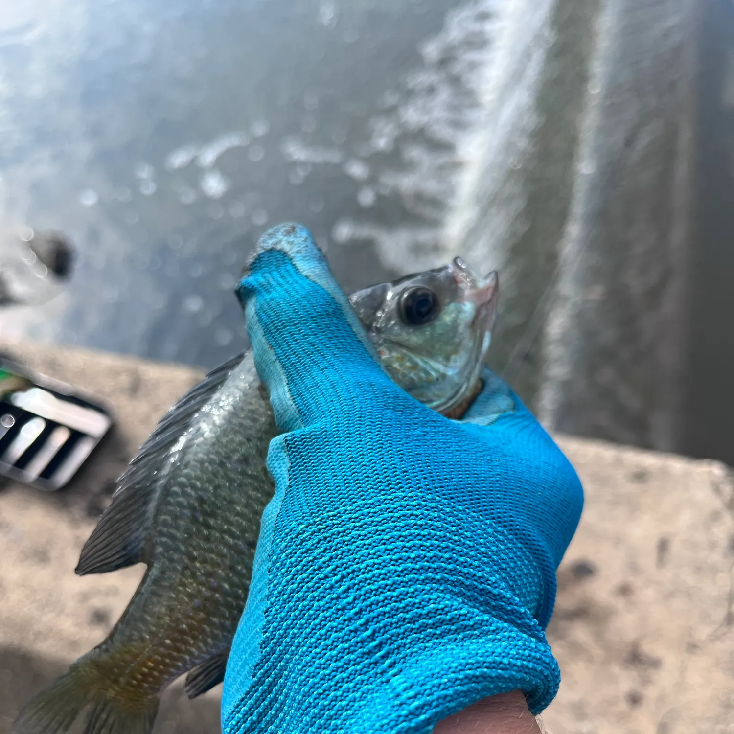 Bluegill caught on Fishbrain