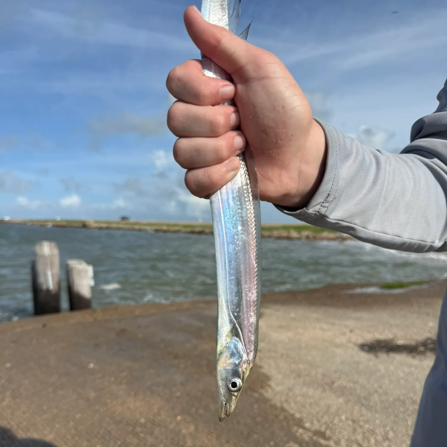 The most recent Slender ribbonfish catches on Fishbrain