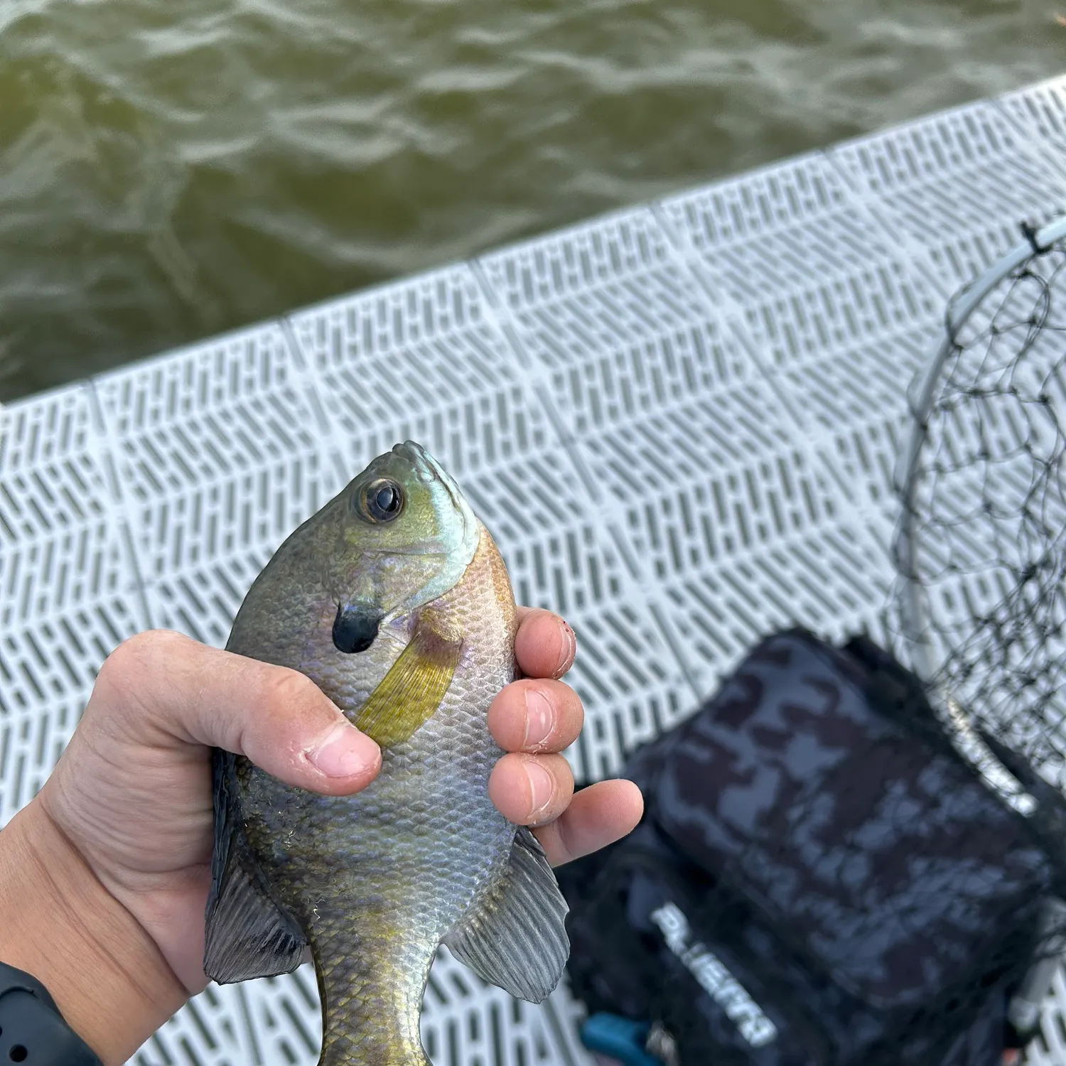 Bluegill caught on Fishbrain