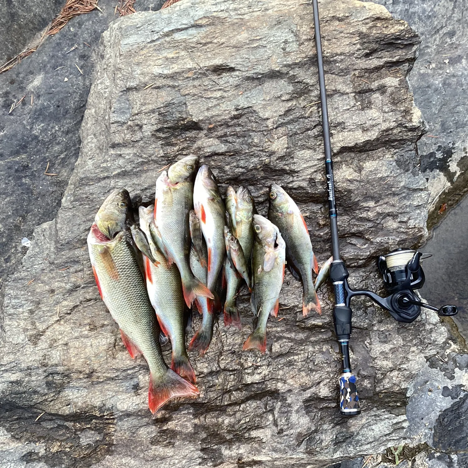 recently logged catches