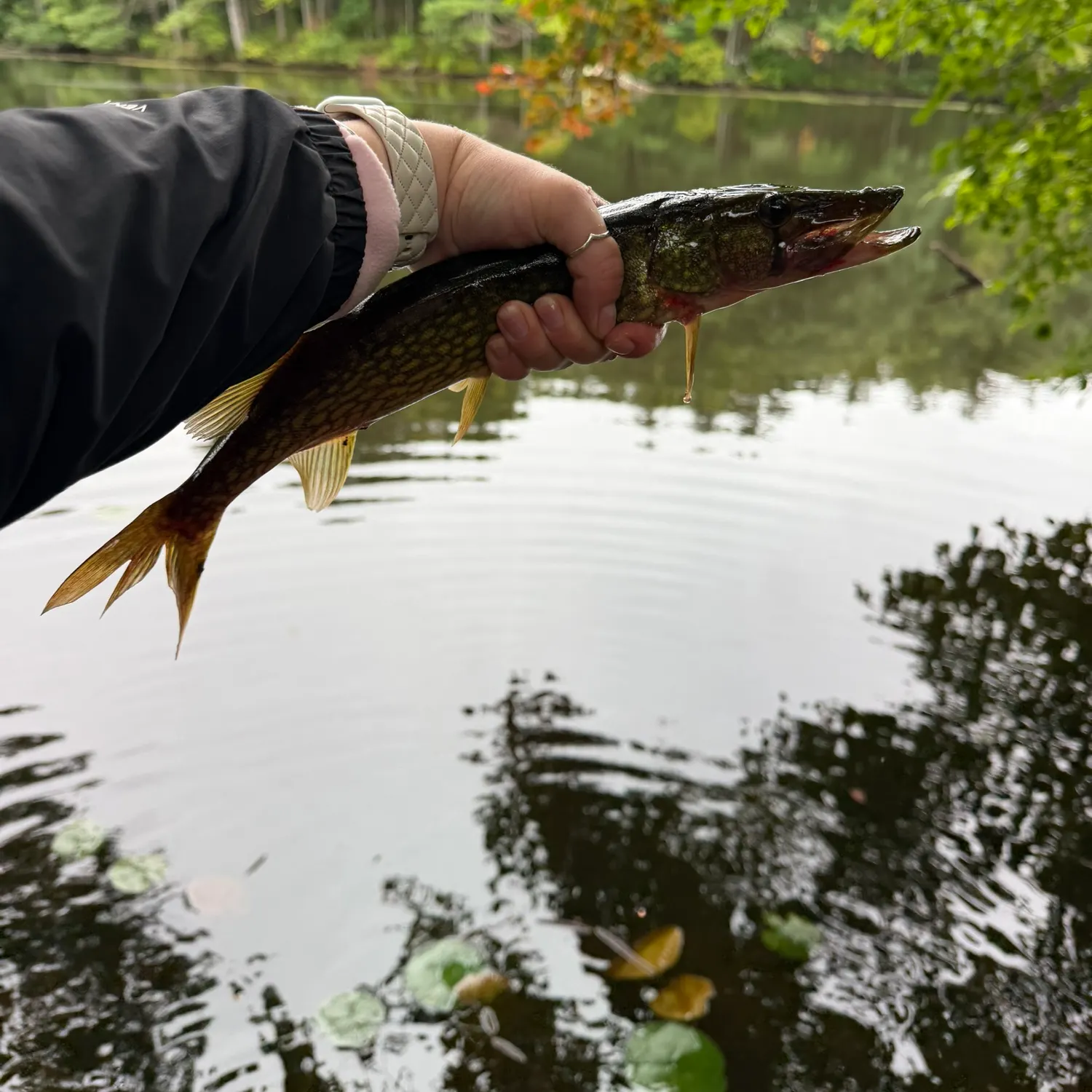 Chain pickerel caught on Fishbrain