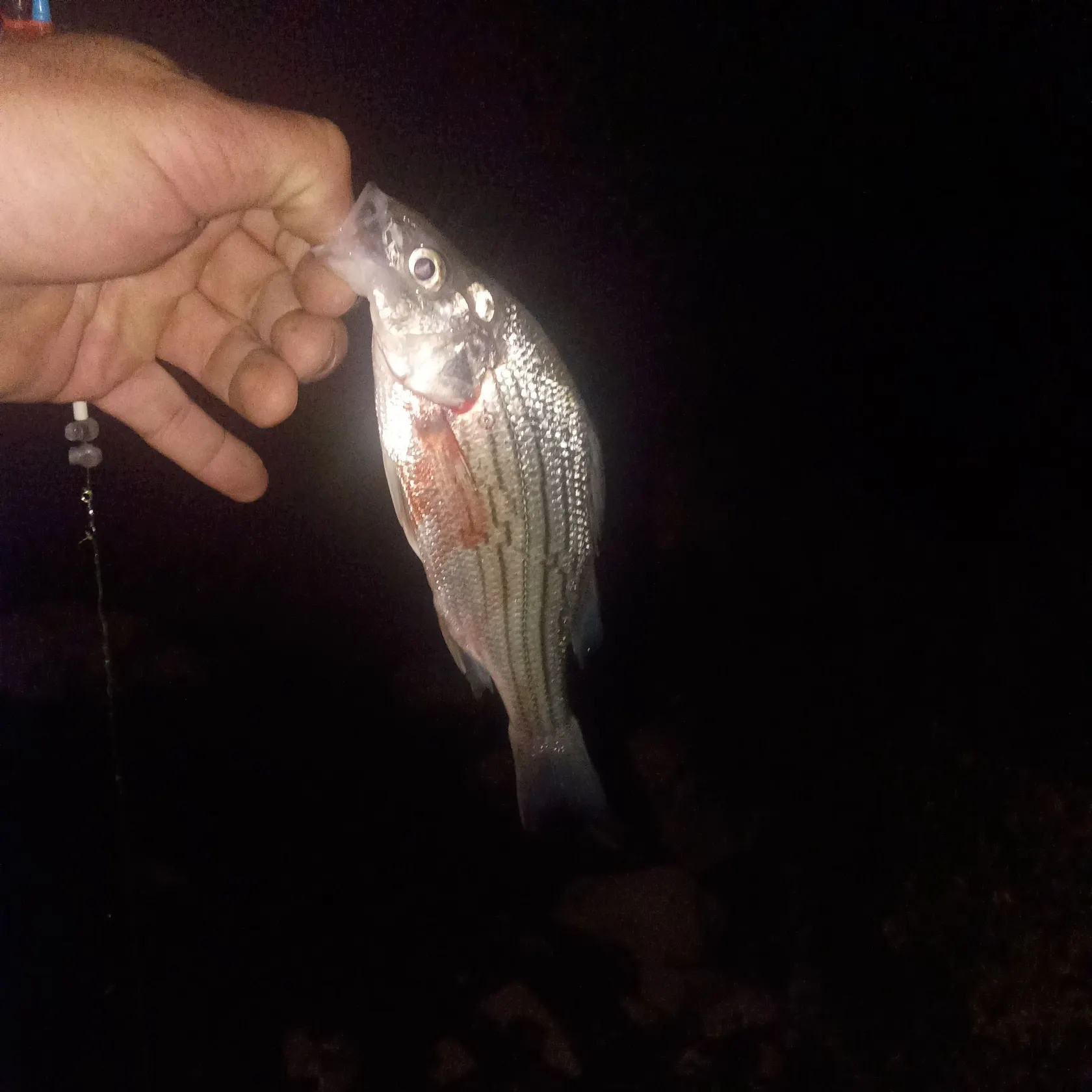 Striped bass caught on Fishbrain