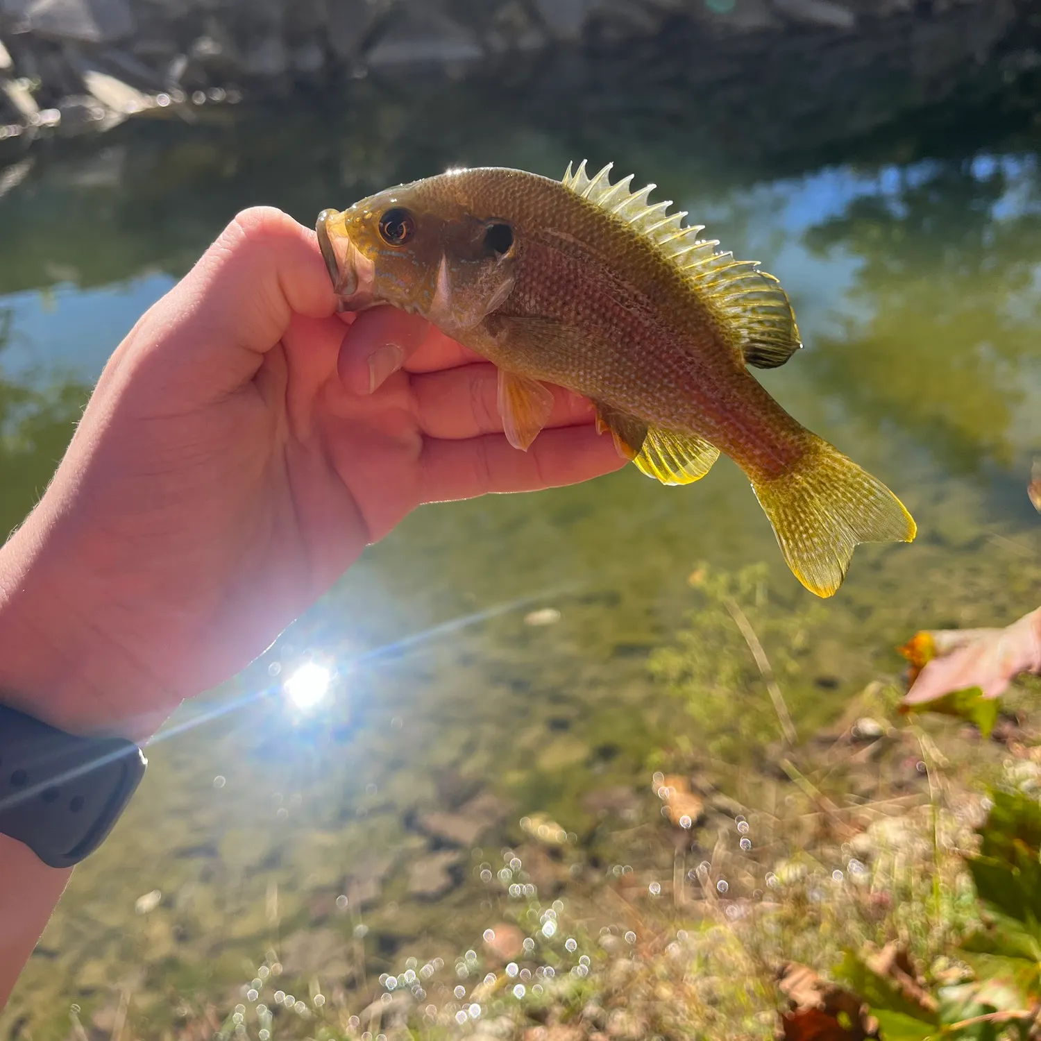 Rock bass caught on Fishbrain