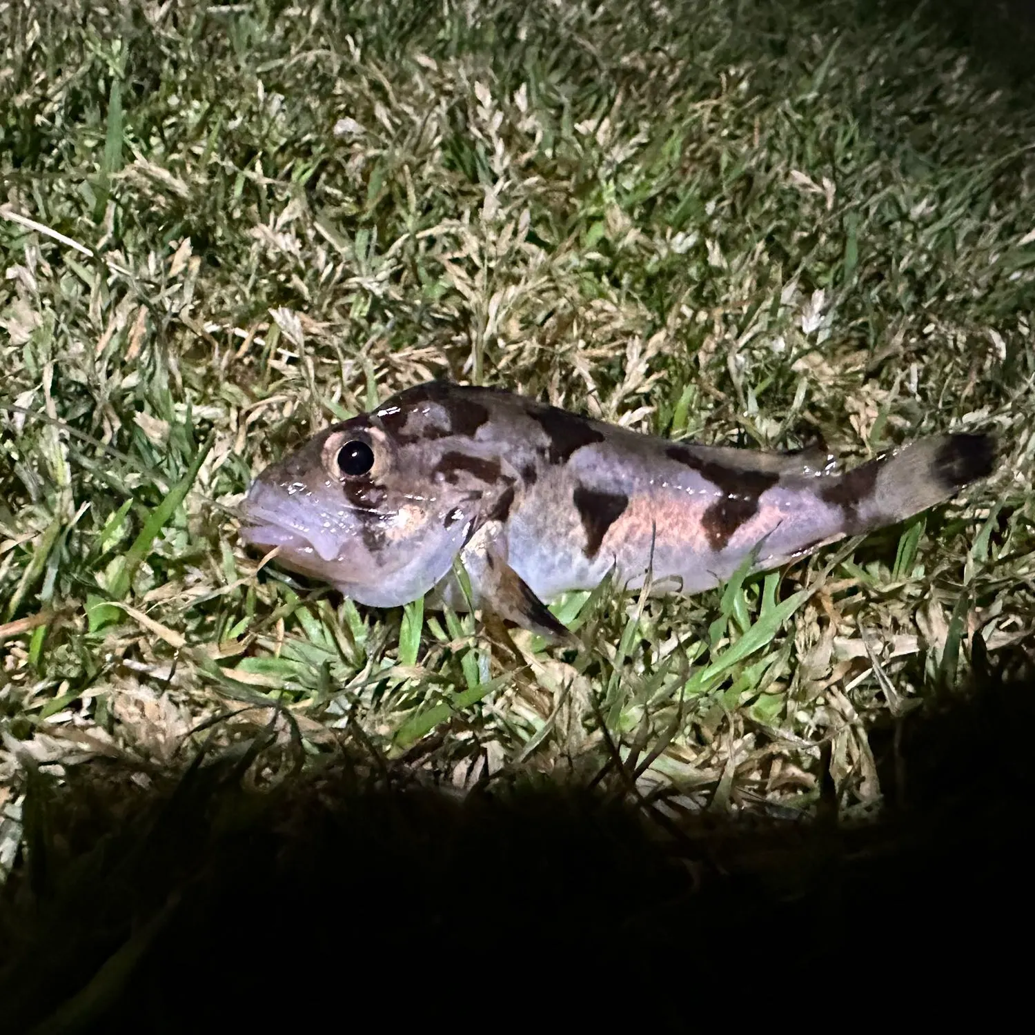 The most recent South Australian cobbler catches on Fishbrain