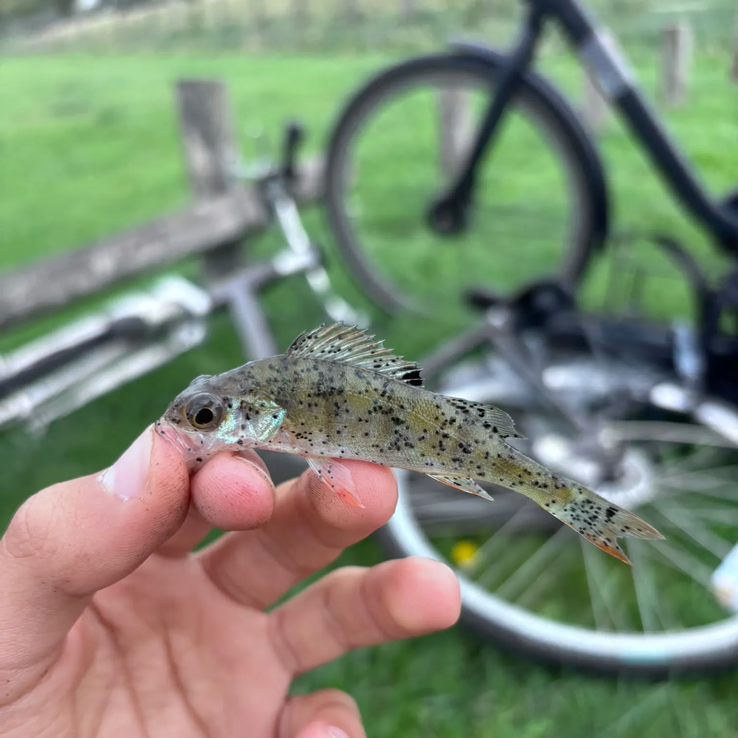 European perch caught on Fishbrain