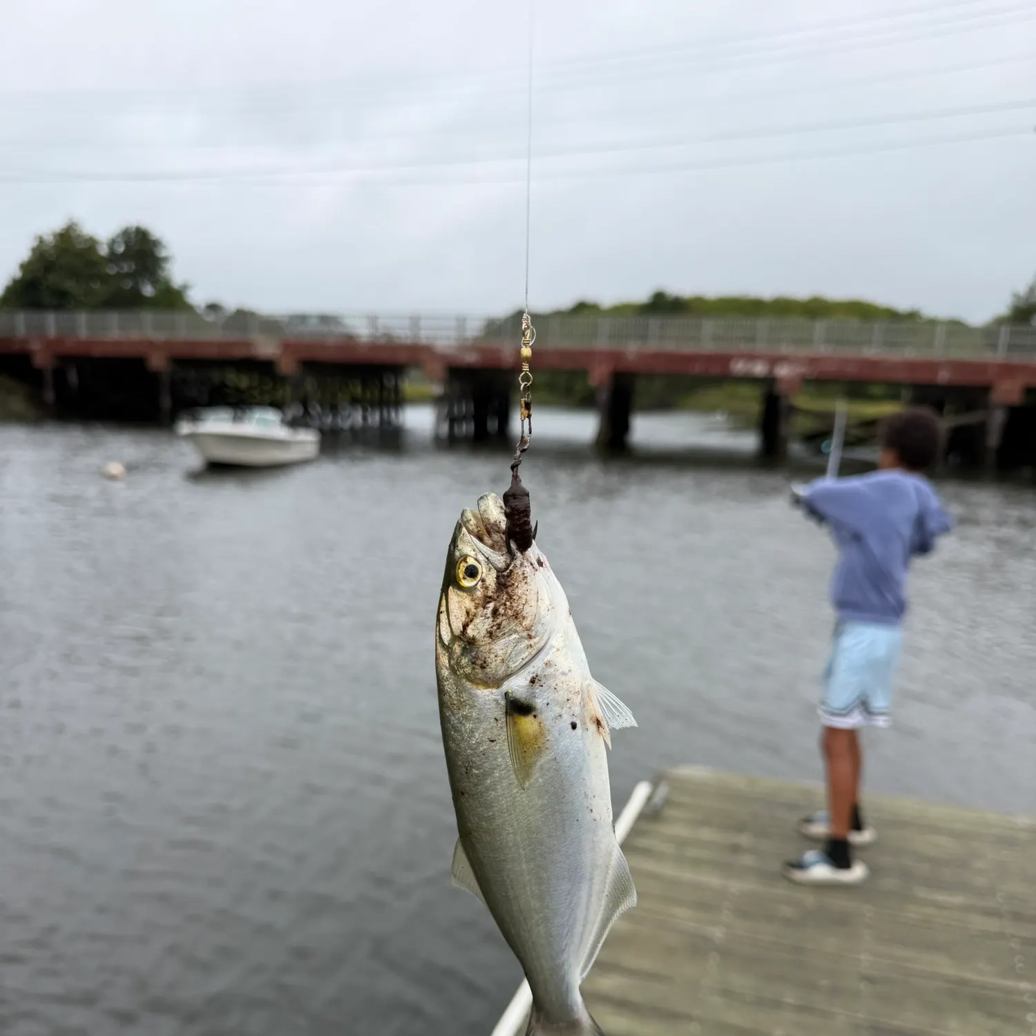 Bluefish caught on Fishbrain