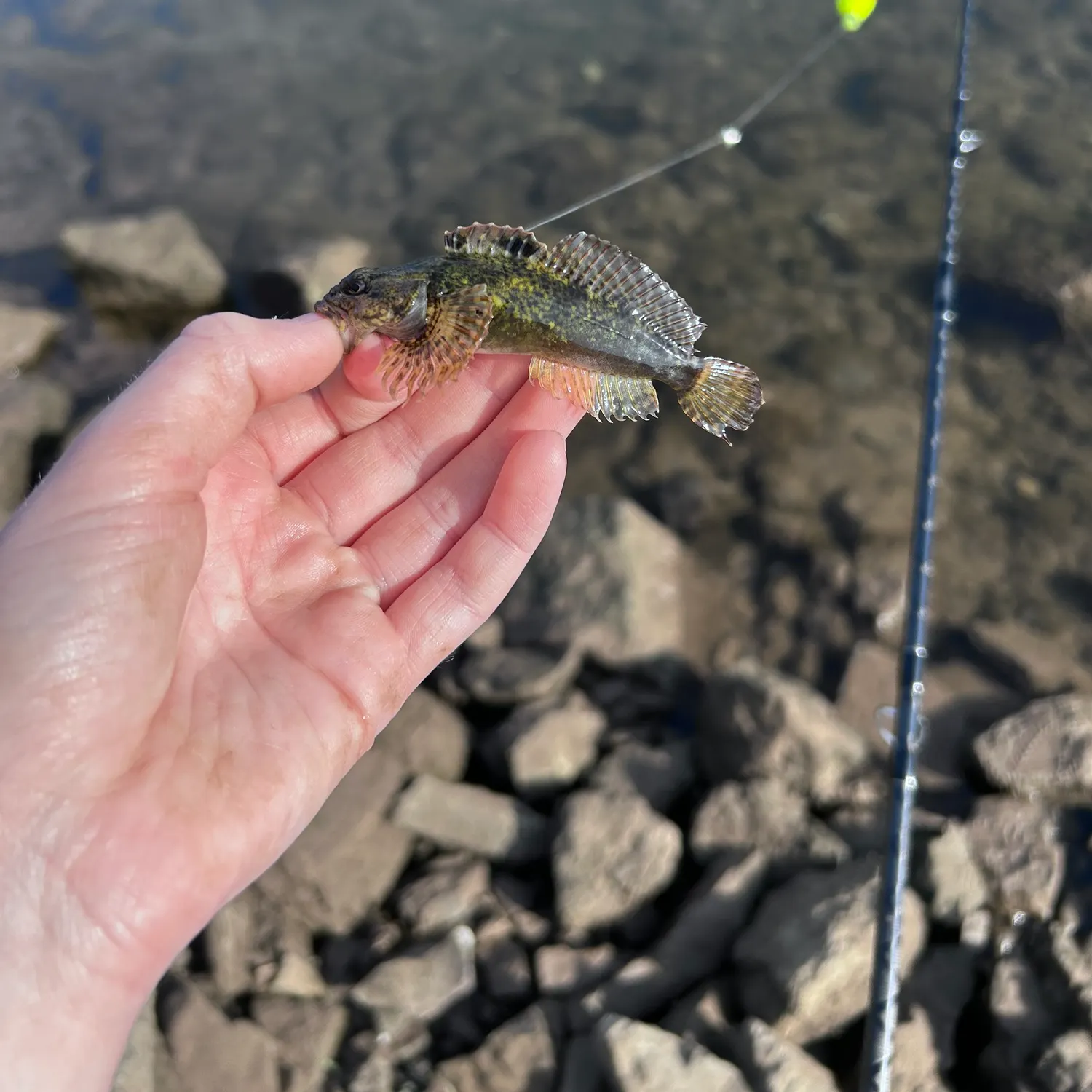 The most recent Shorthorn sculpin catches on Fishbrain
