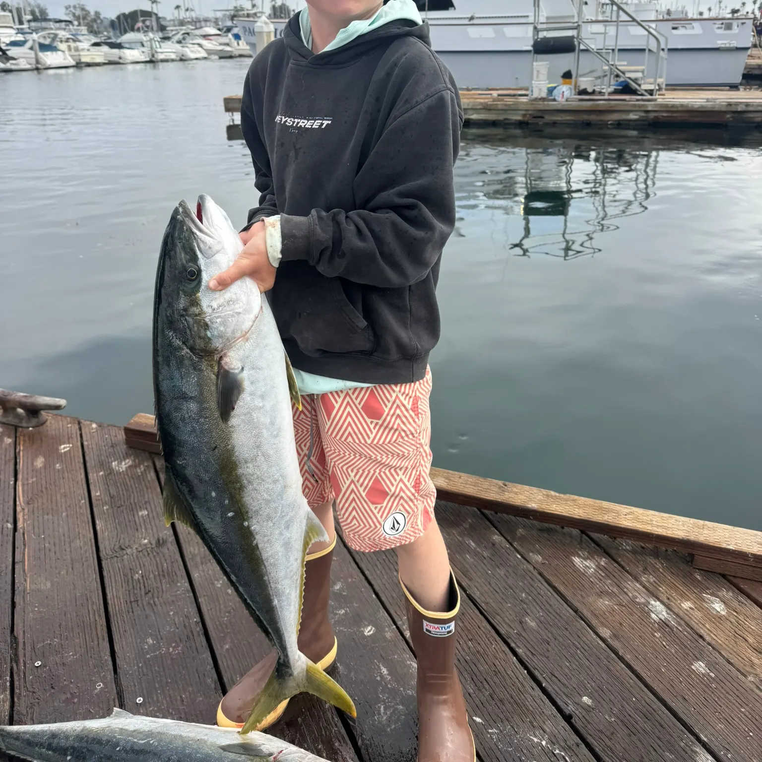 The most recent California yellowtail amberjack catches on Fishbrain