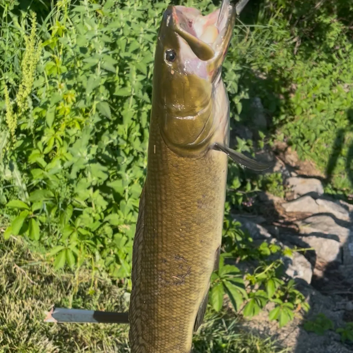 The most recent Eyetail bowfin catches on Fishbrain