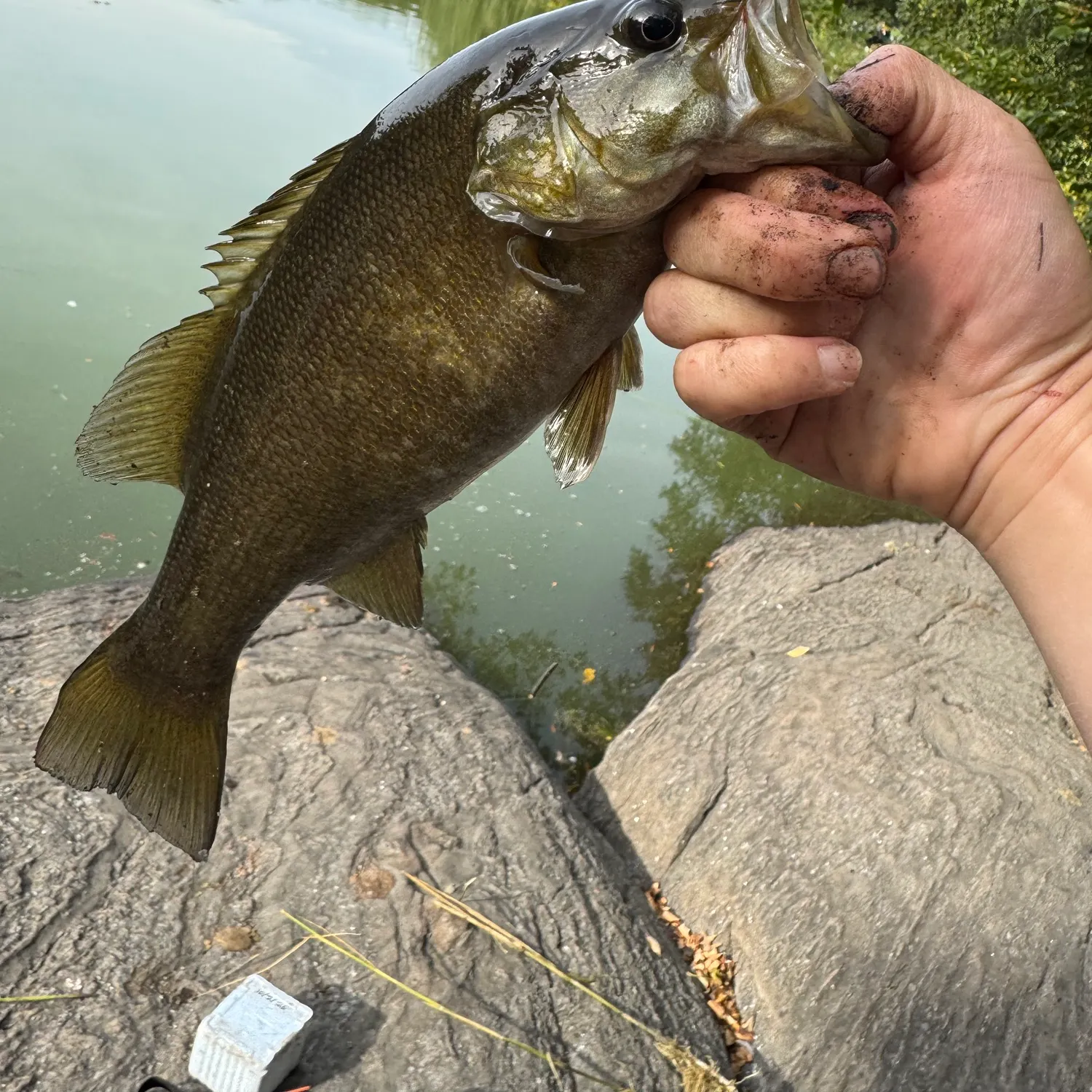 Smallmouth bass caught on Fishbrain