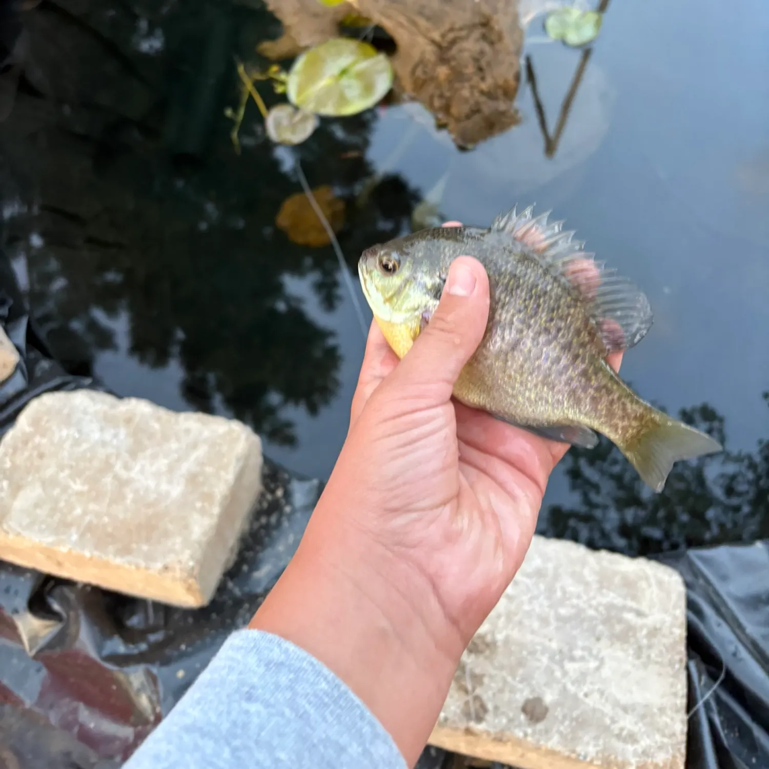 Bluegill caught on Fishbrain