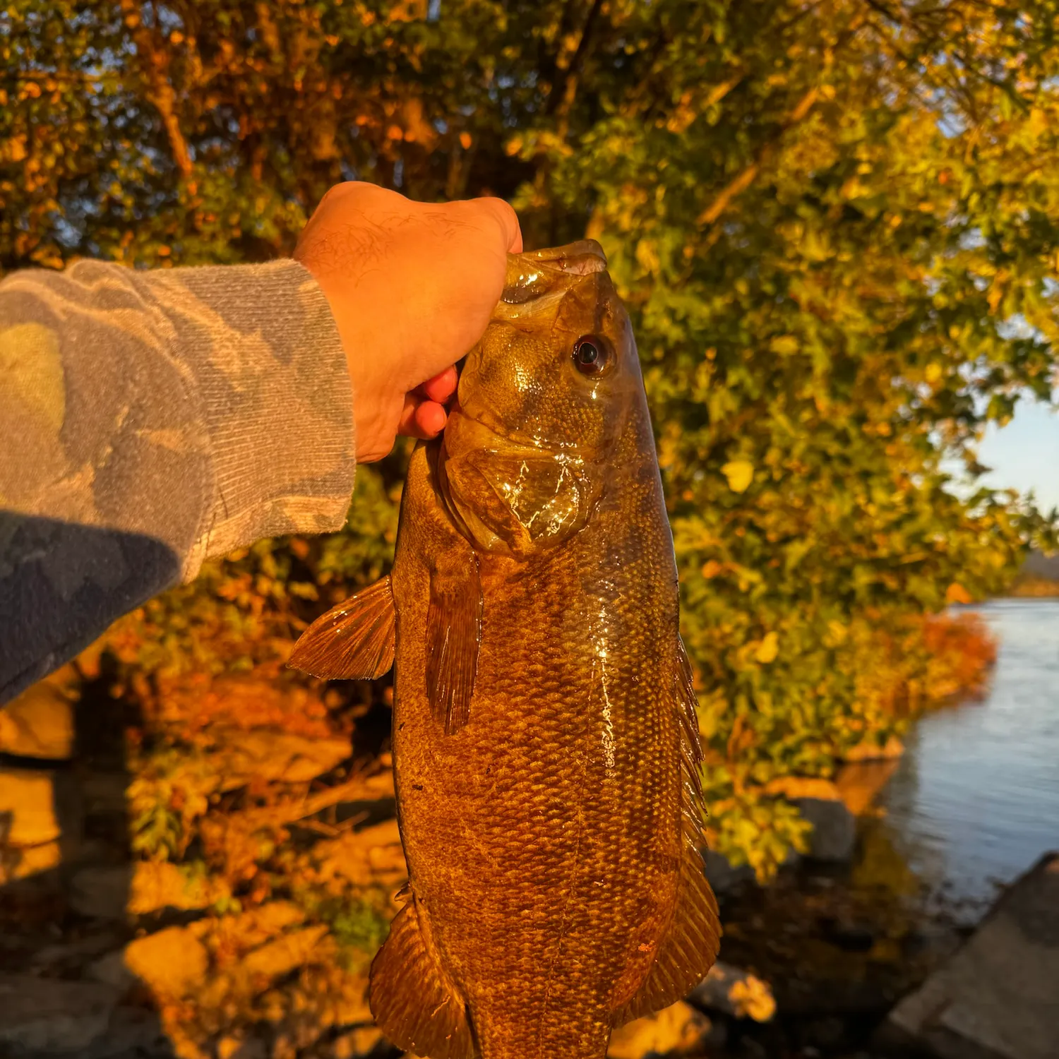 Smallmouth bass caught on Fishbrain